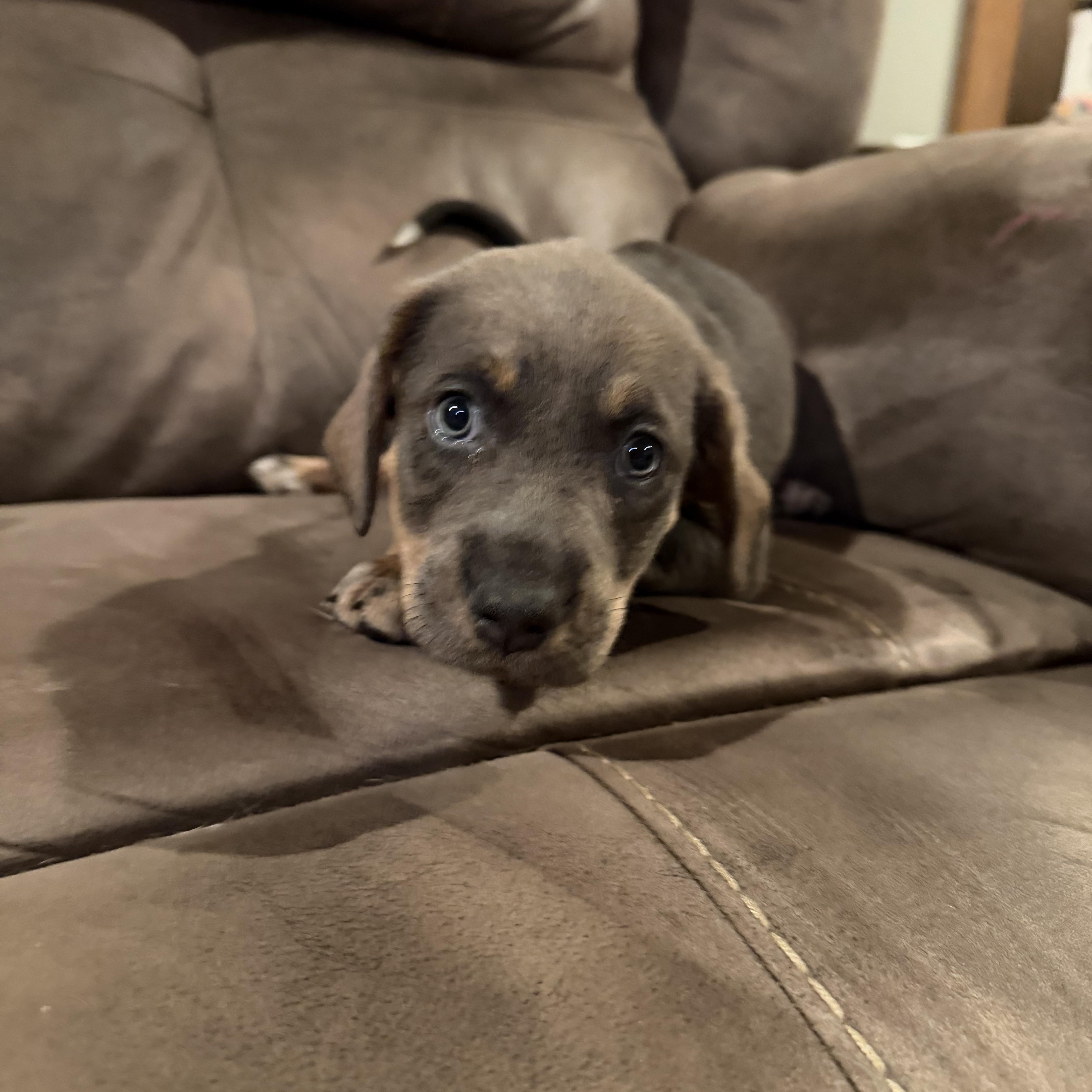 Enlarge Mocha , an adopted mixed breed in Copper Hill, VA image 2/3