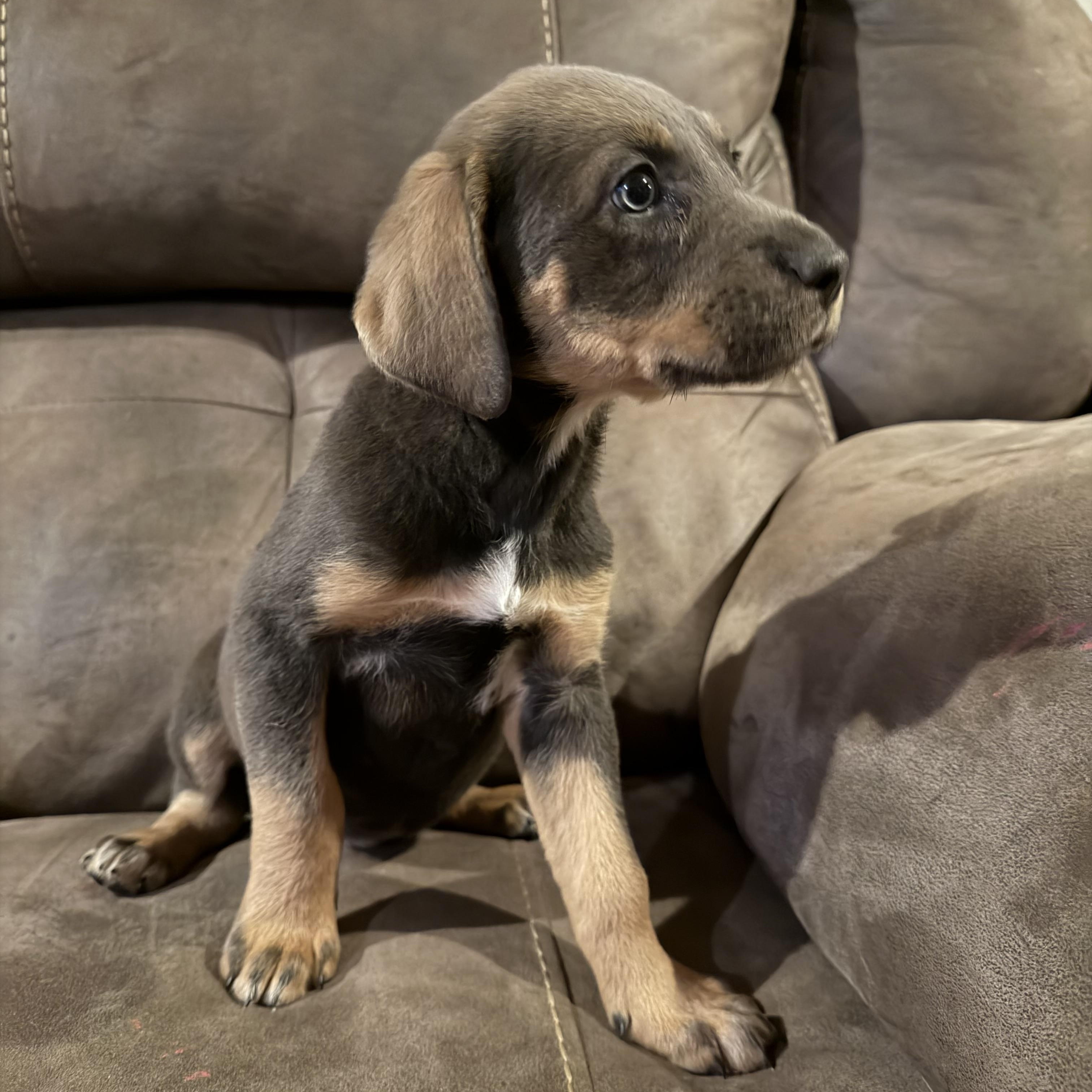 Enlarge Mocha , an adopted mixed breed in Copper Hill, VA image 1/3