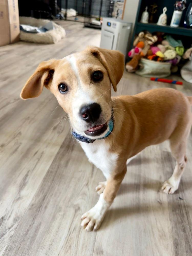 Loki, a Adoptable Labrador Retriever in Amherst, NY image 2/6