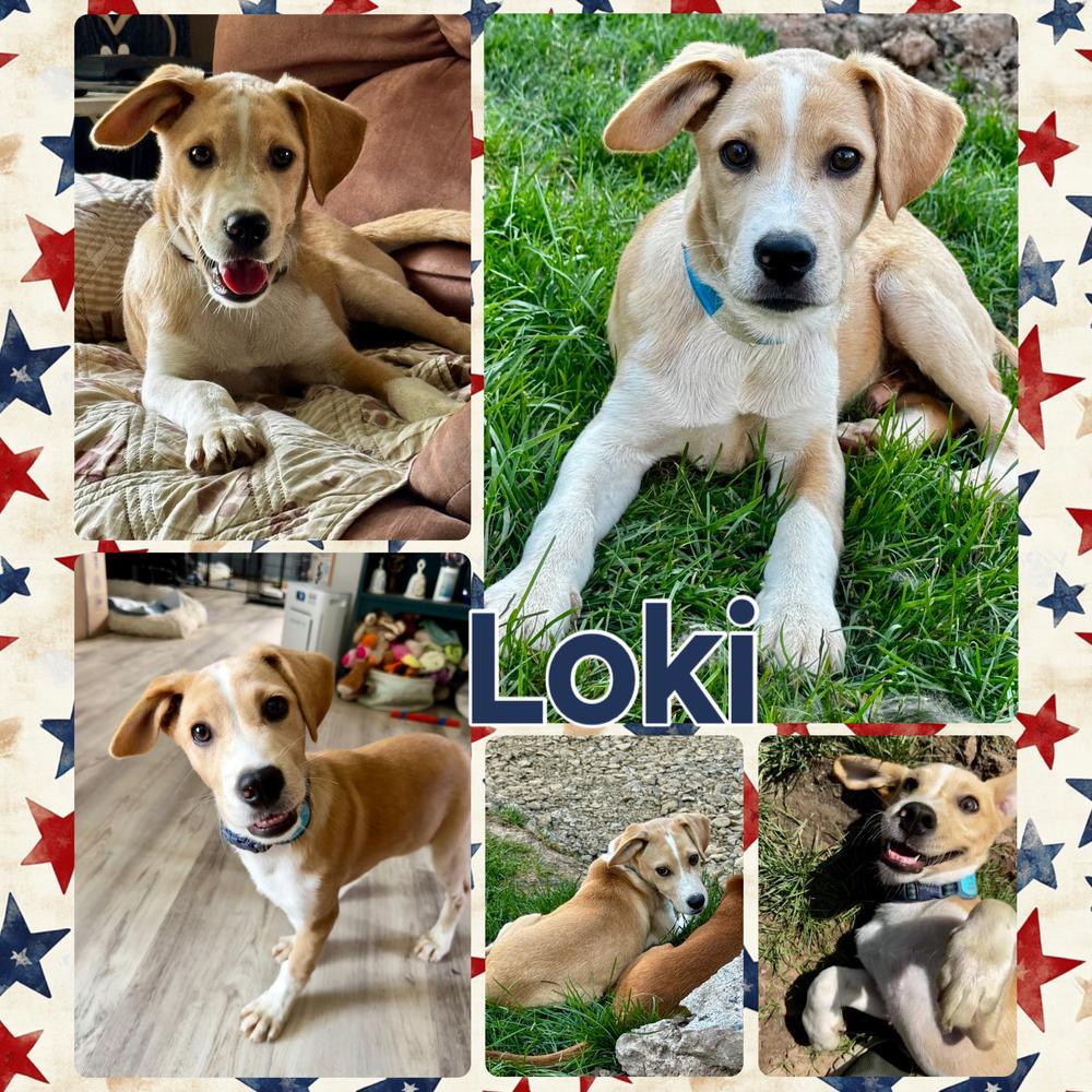 Loki, a Adoptable Labrador Retriever in Amherst, NY image 3/6