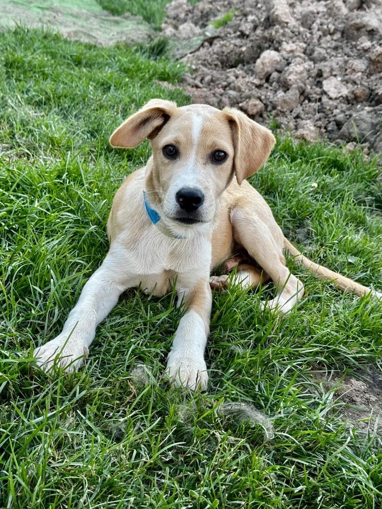 Loki, a Adoptable Labrador Retriever in Amherst, NY image 6/6