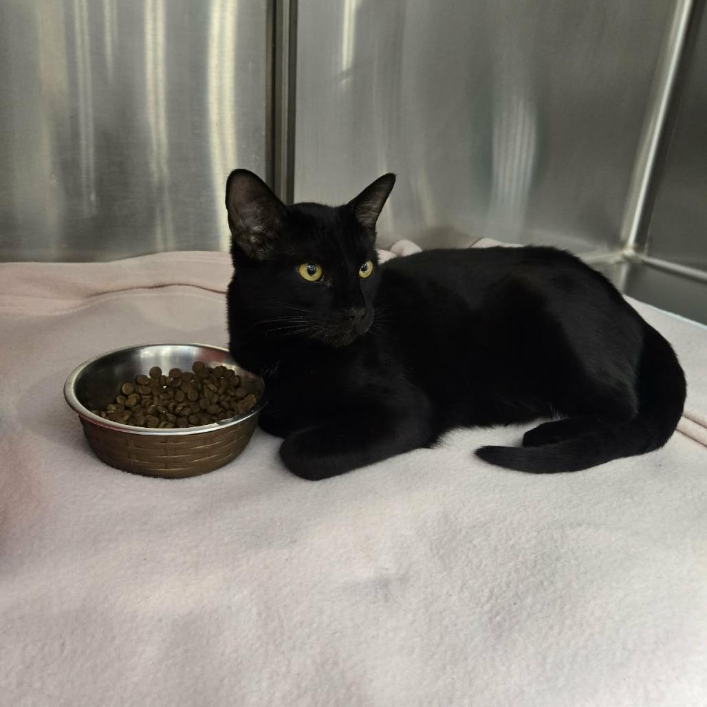 Enlarge Hemlock, a Adoptable Domestic Short Hair in Abbotsford, BC image 2/4