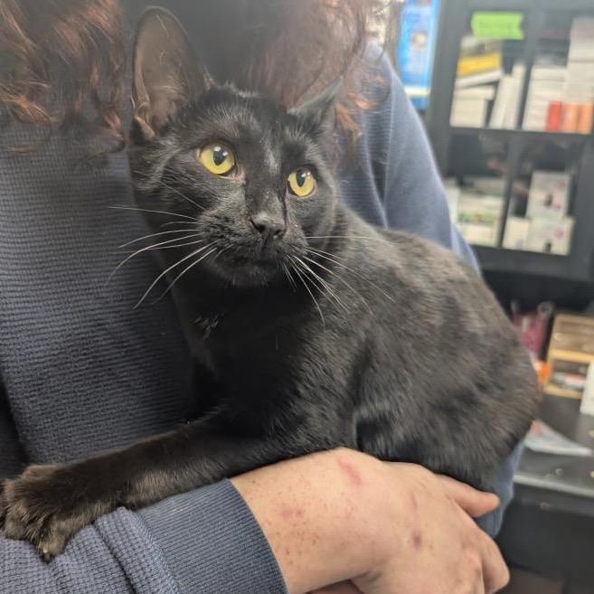 Enlarge Hemlock, a Adoptable Domestic Short Hair in Abbotsford, BC image 1/3