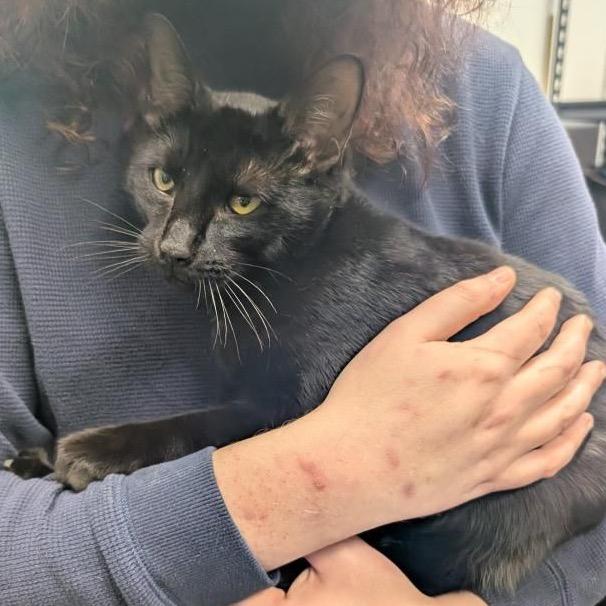 Enlarge Hemlock, a Adoptable Domestic Short Hair in Abbotsford, BC image 2/3