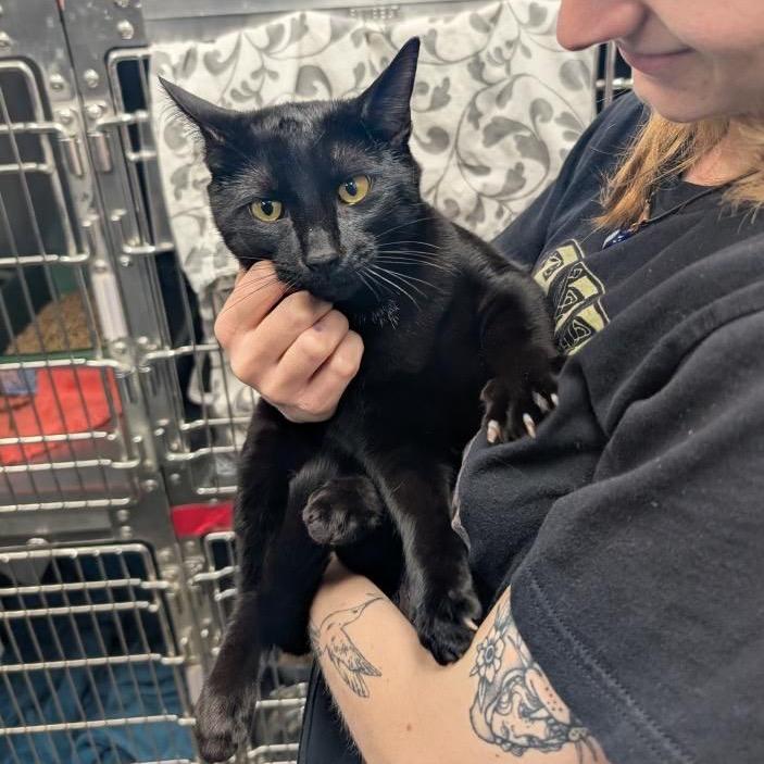 Enlarge Hemlock, a Adoptable Domestic Short Hair in Abbotsford, BC image 3/4