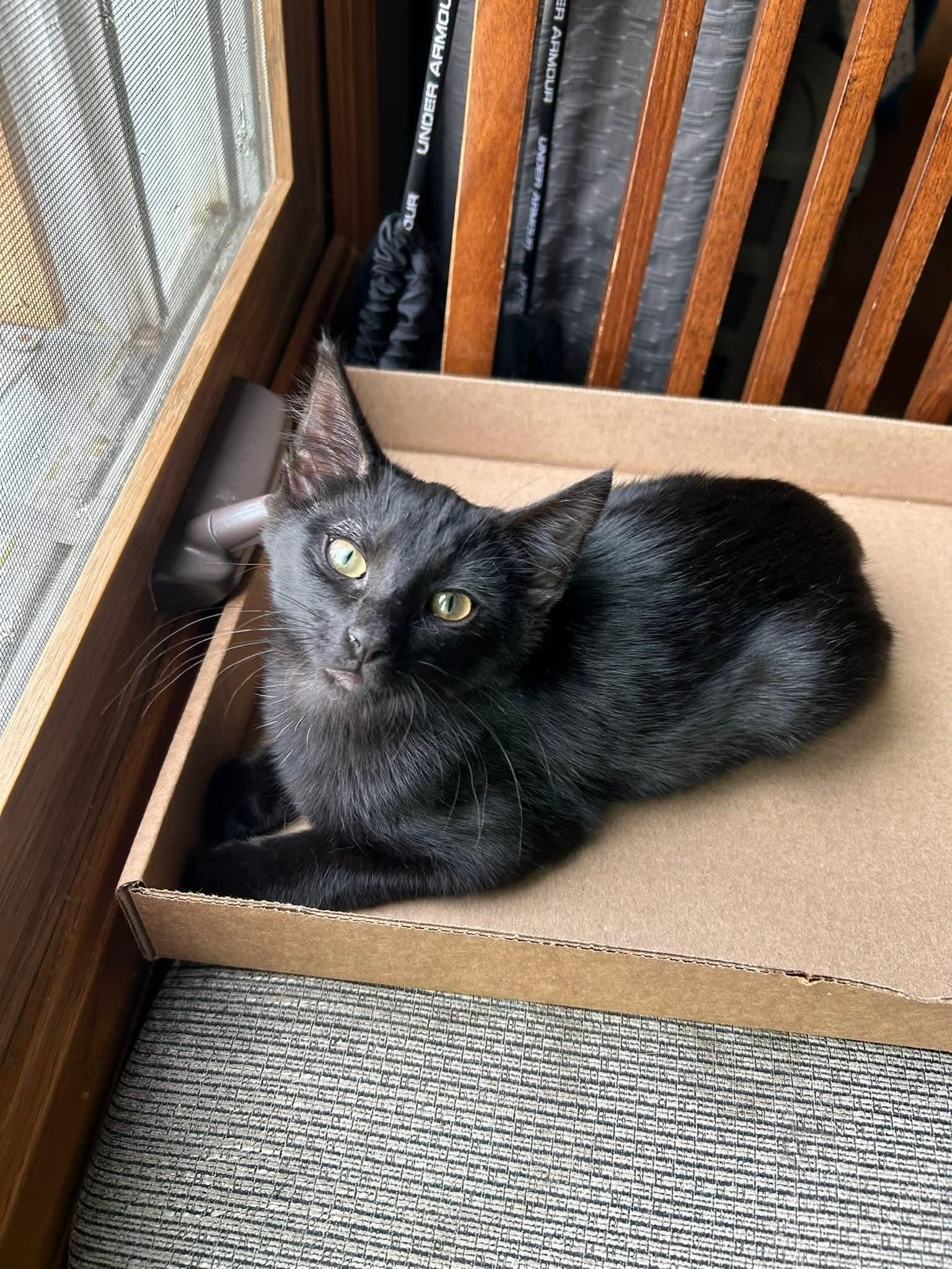 Enlarge Tostito, a Adoptable Domestic Short Hair in Huntley, IL image 1/6