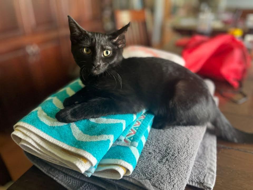 Enlarge Tostito, a Adoptable Domestic Short Hair in Huntley, IL image 2/6