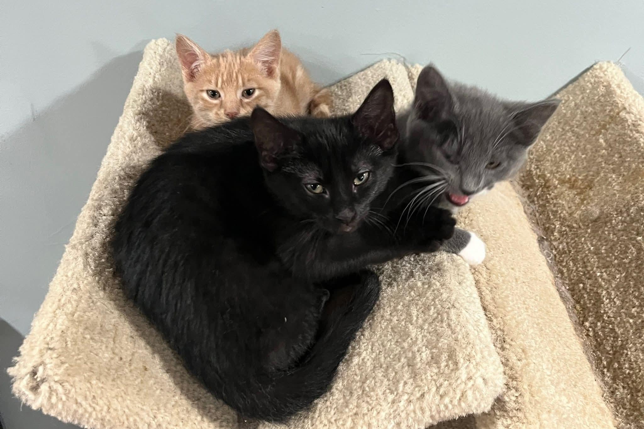 Enlarge Tostito, a Adoptable Domestic Short Hair in Huntley, IL image 3/6