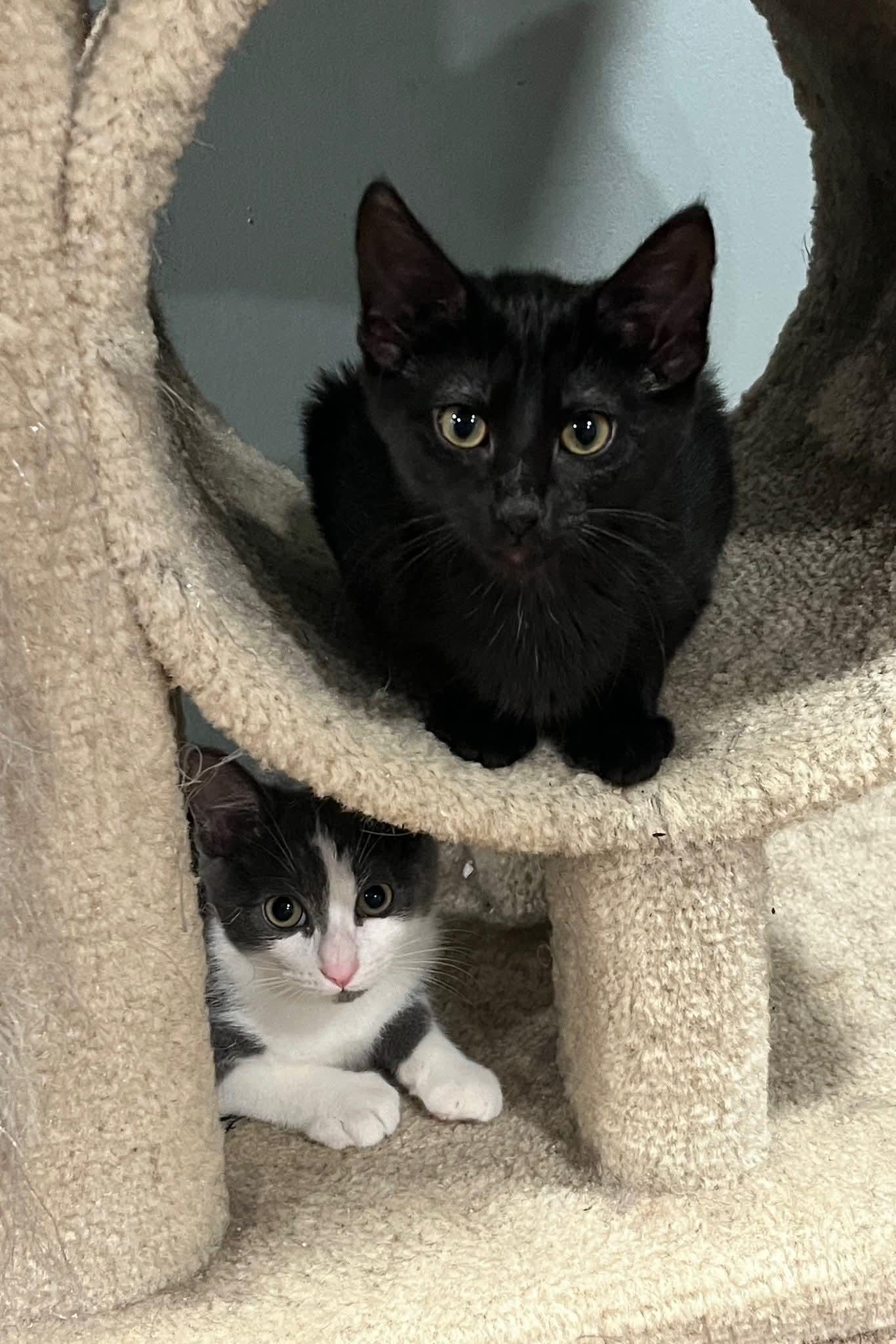 Enlarge Tostito, a Adoptable Domestic Short Hair in Huntley, IL image 5/6