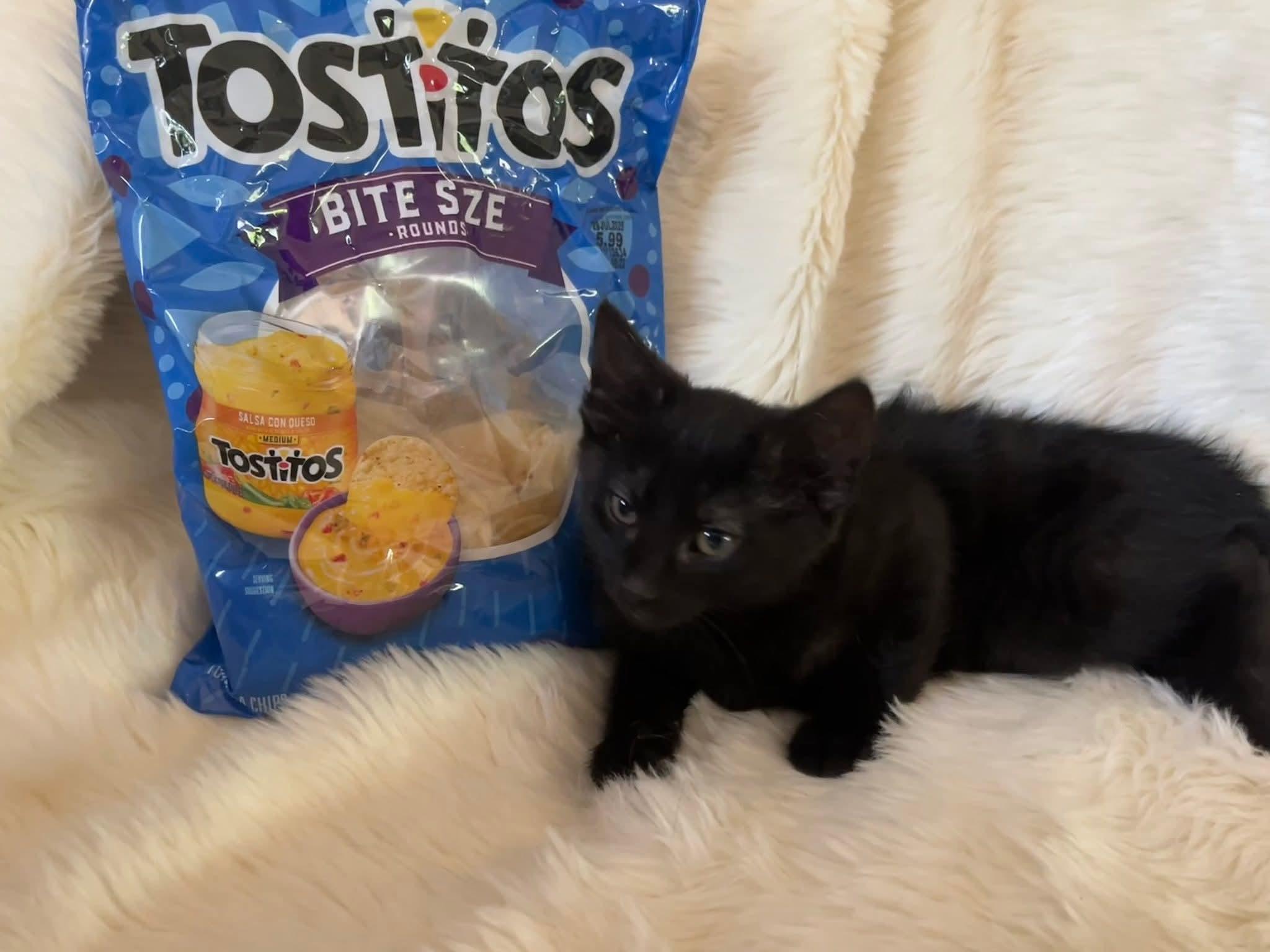 Tostito, Baby Male Domestic Short Hair