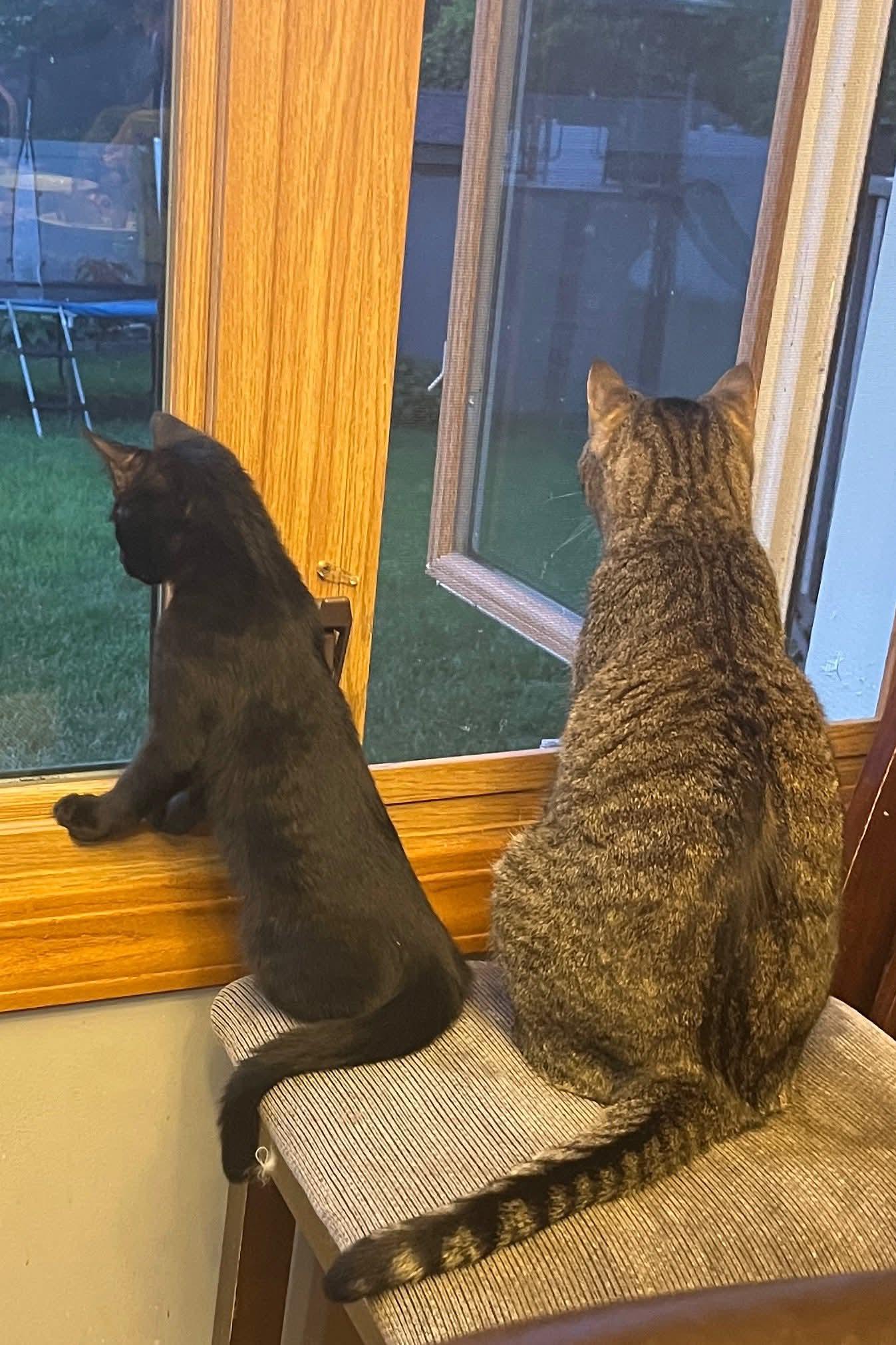 Enlarge Tostito, a Adoptable Domestic Short Hair in Huntley, IL image 6/6