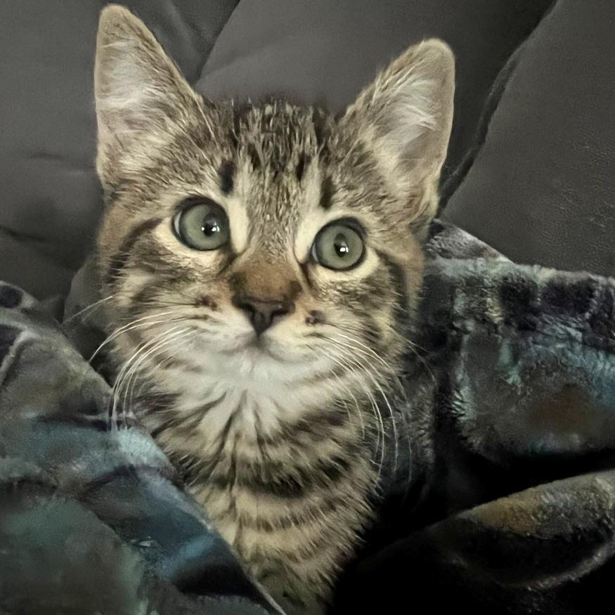 Enlarge Ginger, a Adoptable Domestic Short Hair in Washougal, WA image 5/5