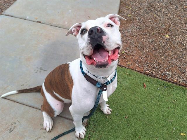 HOPE, Adoptable, Young Female Pit Bull Terrier.