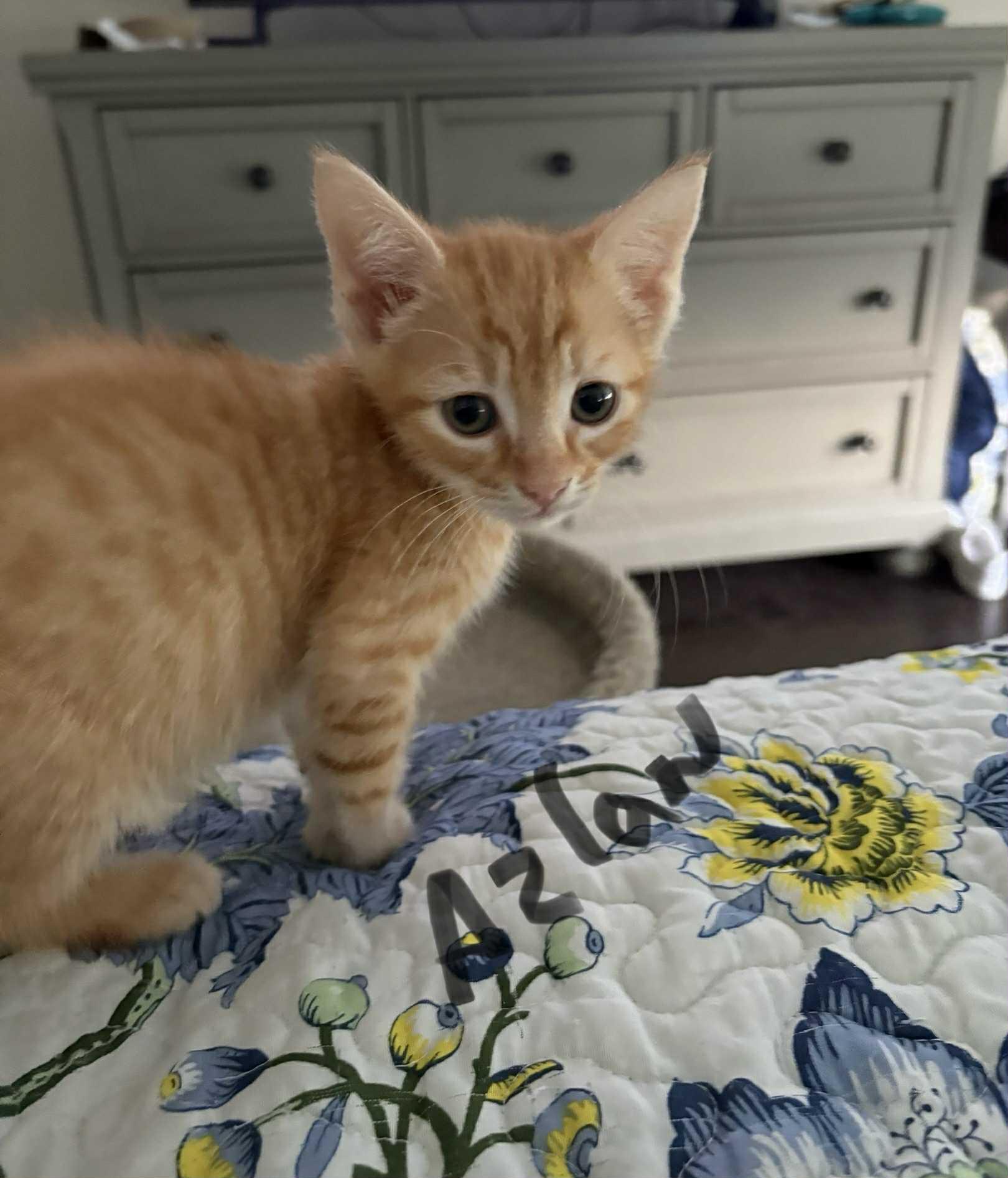 Azlan - in foster home