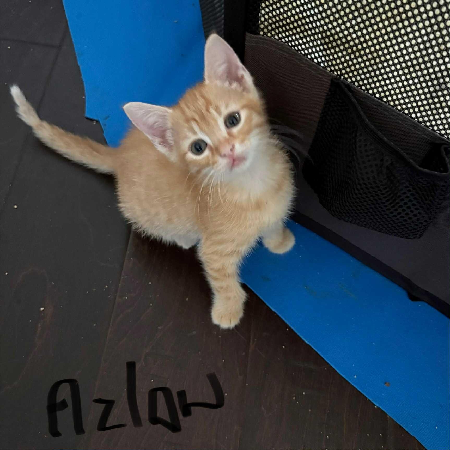 Azlan - in foster home