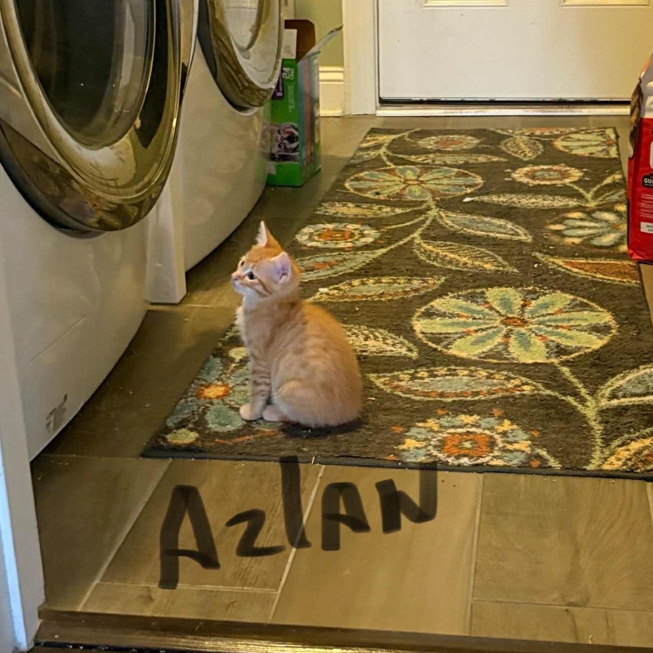 Azlan - in foster home