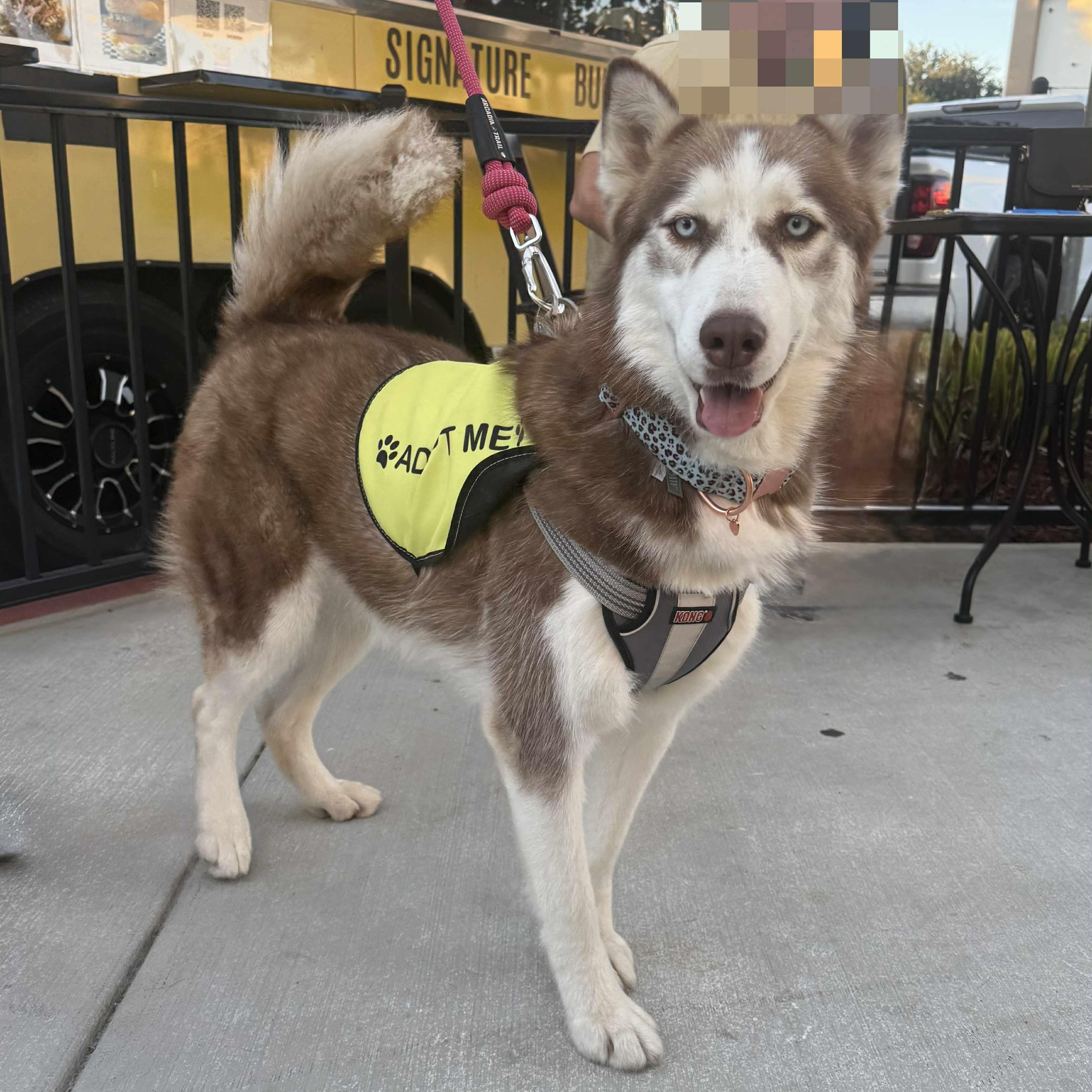 Allie, Adoptable, Adult Female Husky.