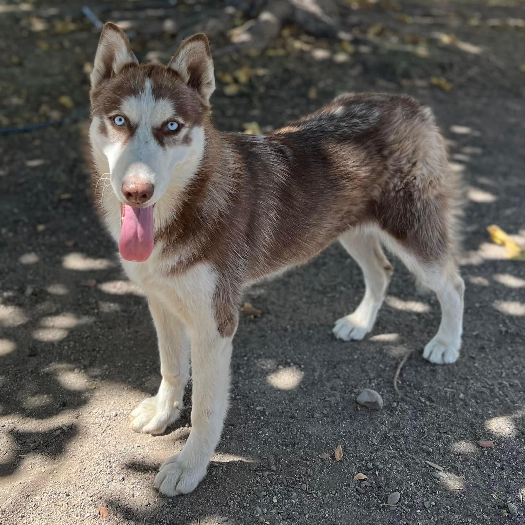 Enlarge Allie, a Adoptable mixed breed in Antioch, CA image 5/6