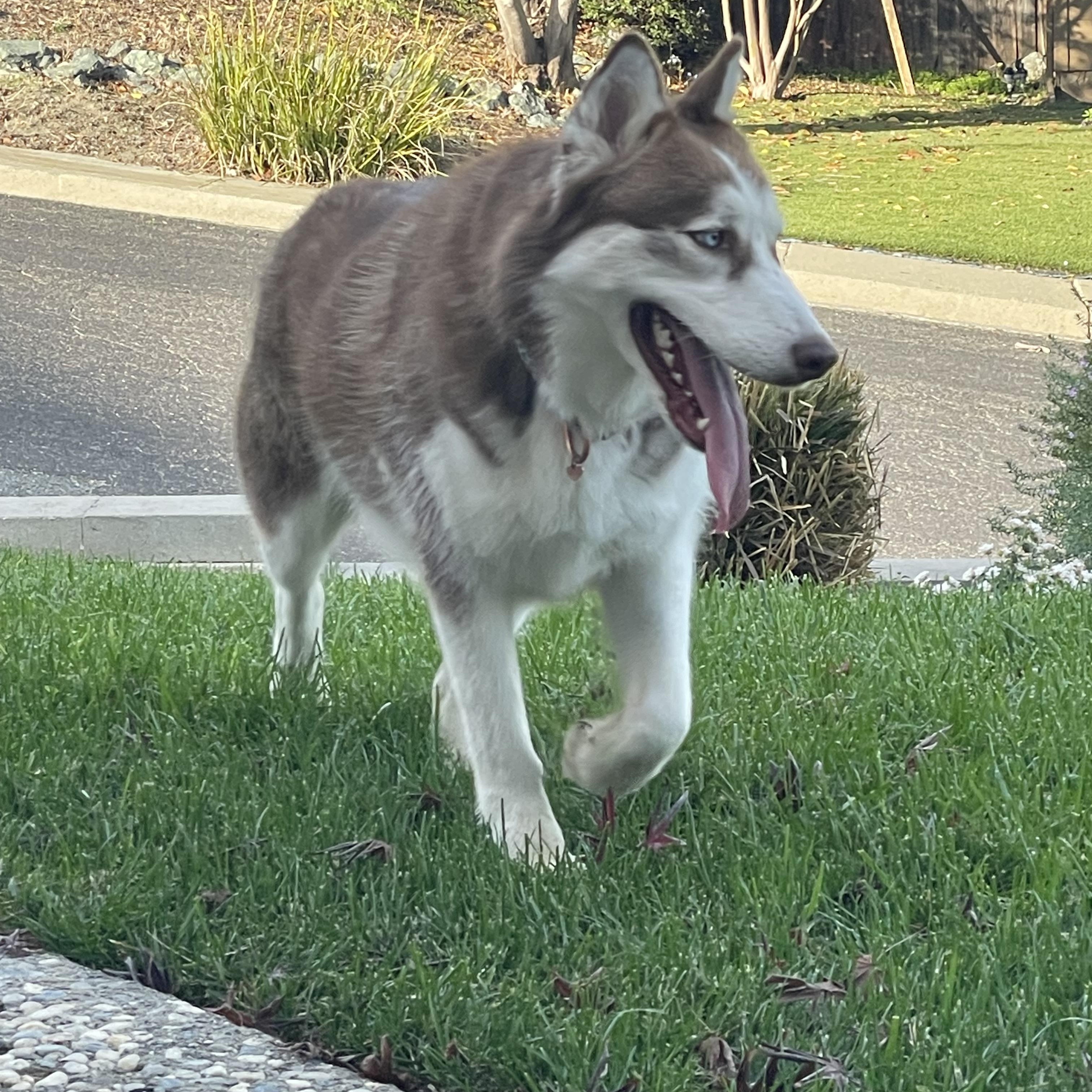 Enlarge Allie, a Adoptable mixed breed in Antioch, CA image 2/6
