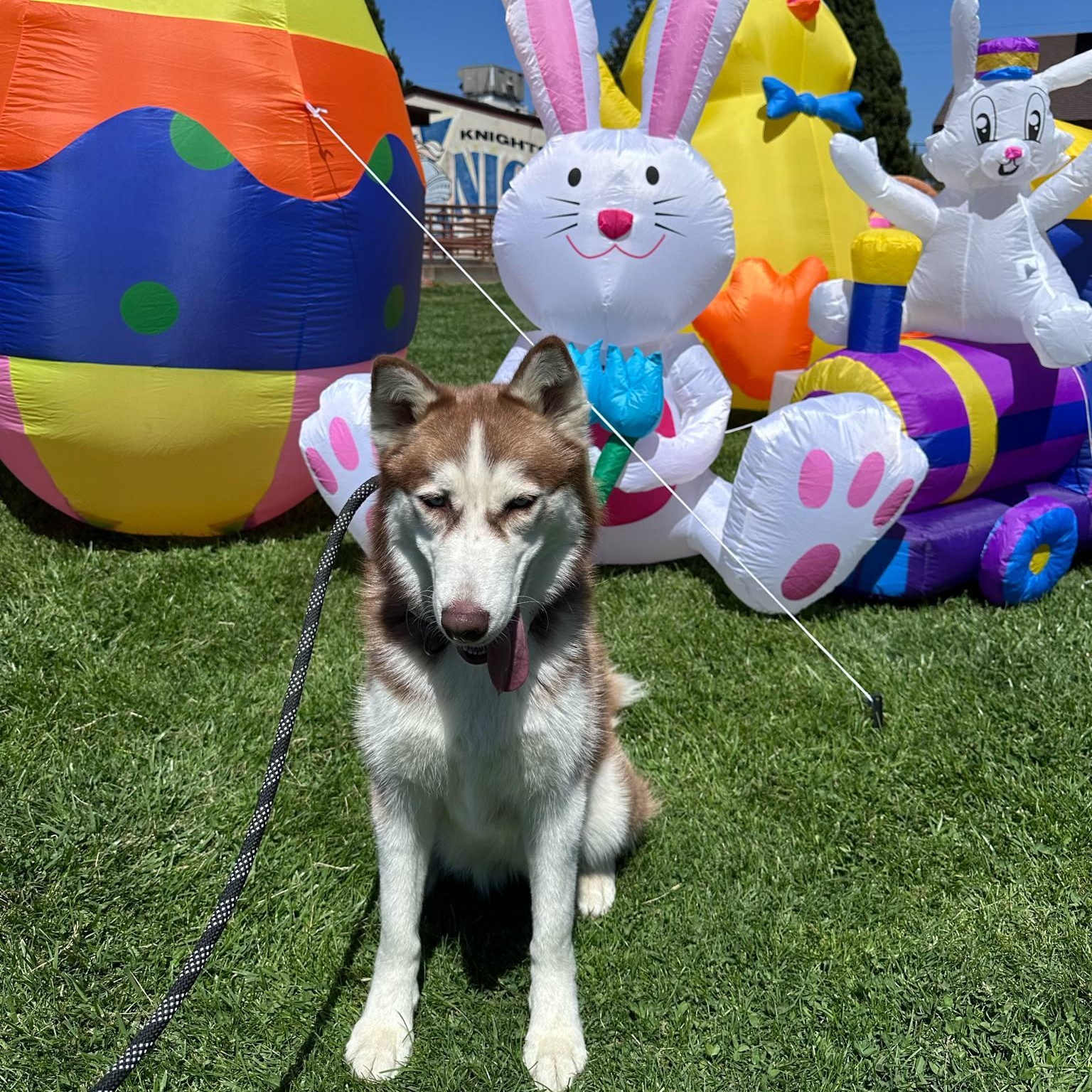 Enlarge Allie, a Adoptable mixed breed in Antioch, CA image 6/6
