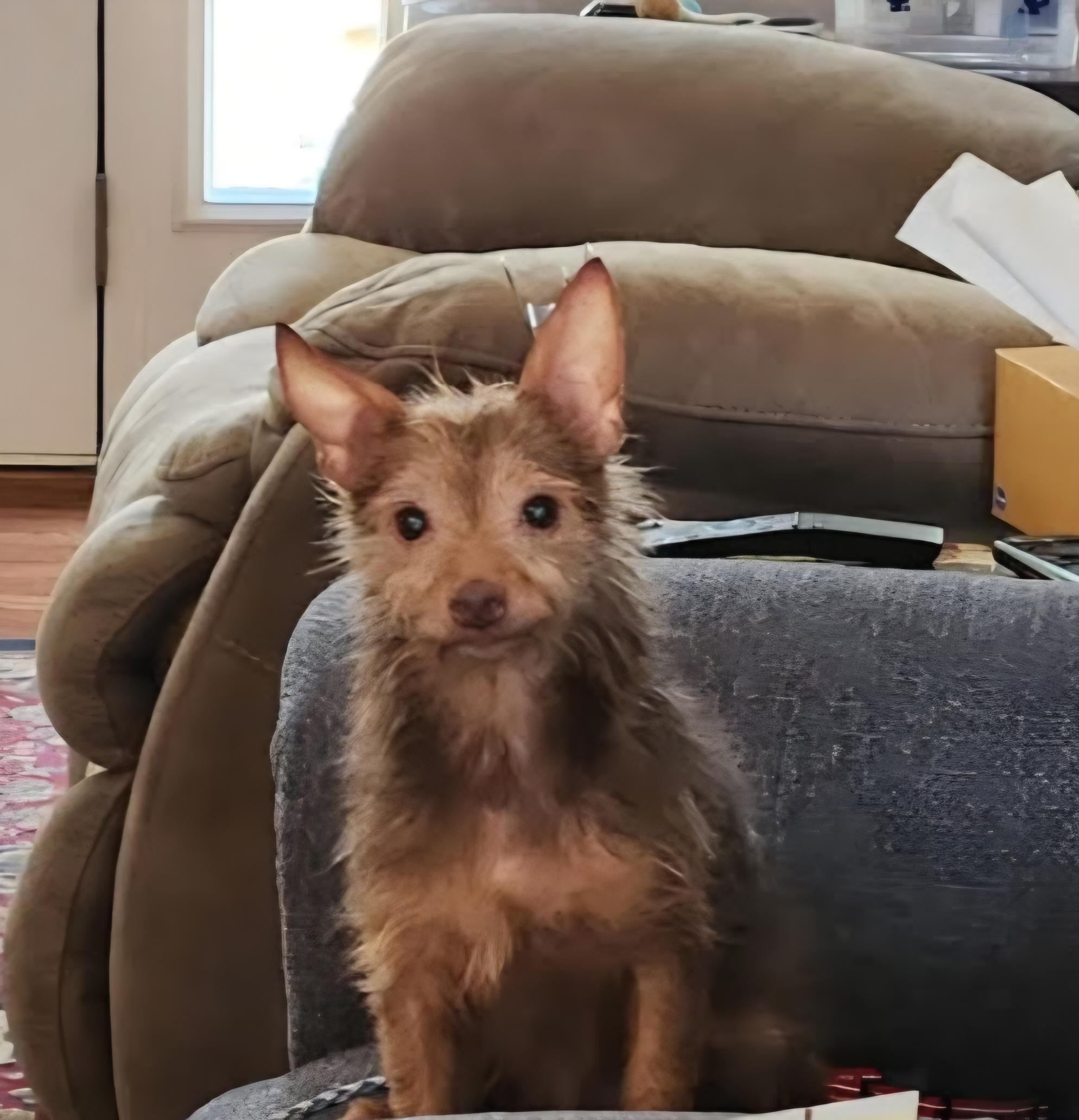 Fargo O'Possum, Adoptable, Adult Male Yorkshire Terrier.