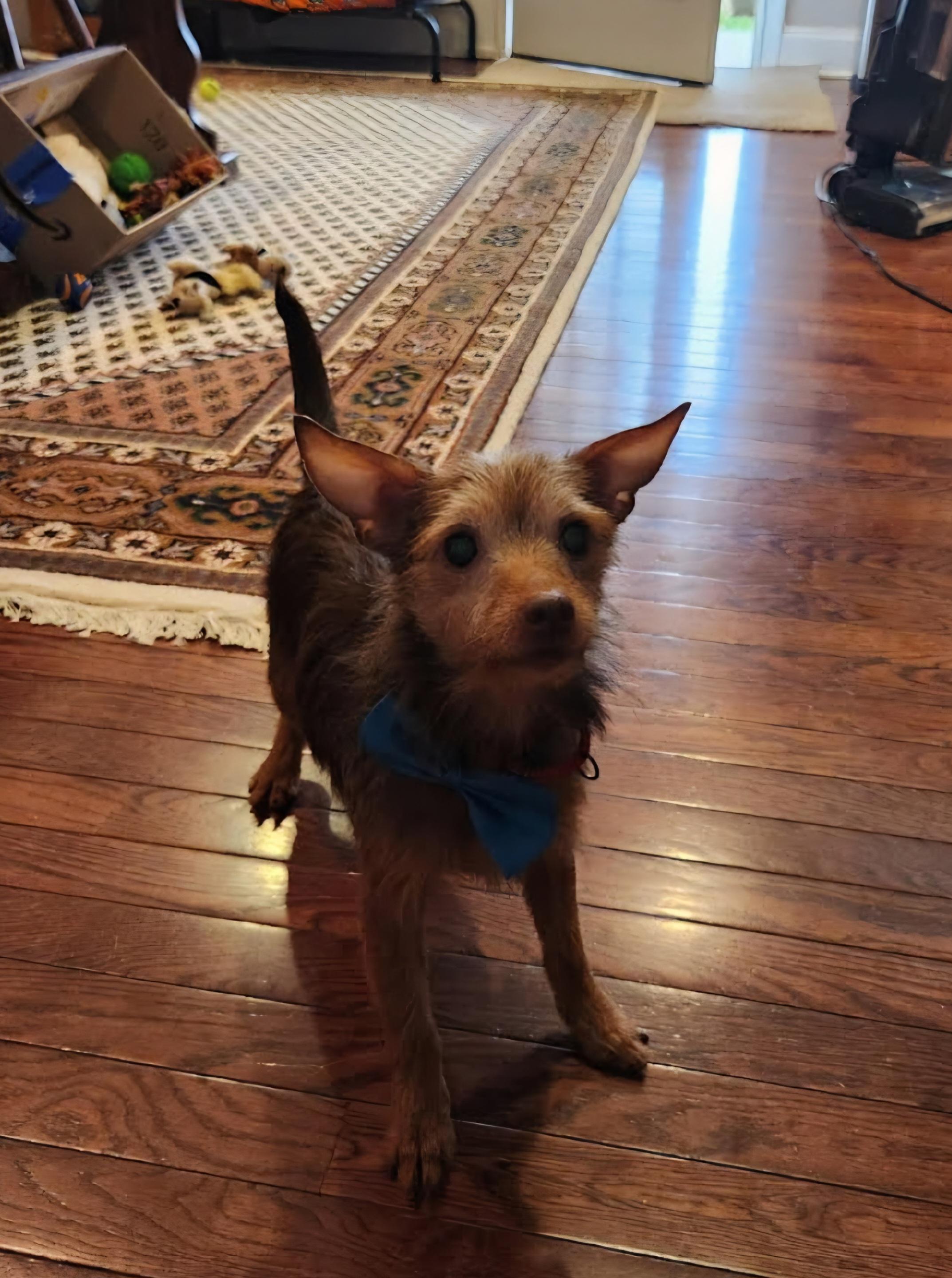 Enlarge Fargo O'Possum, a Adoptable mixed breed in Knoxville, TN image 2/3