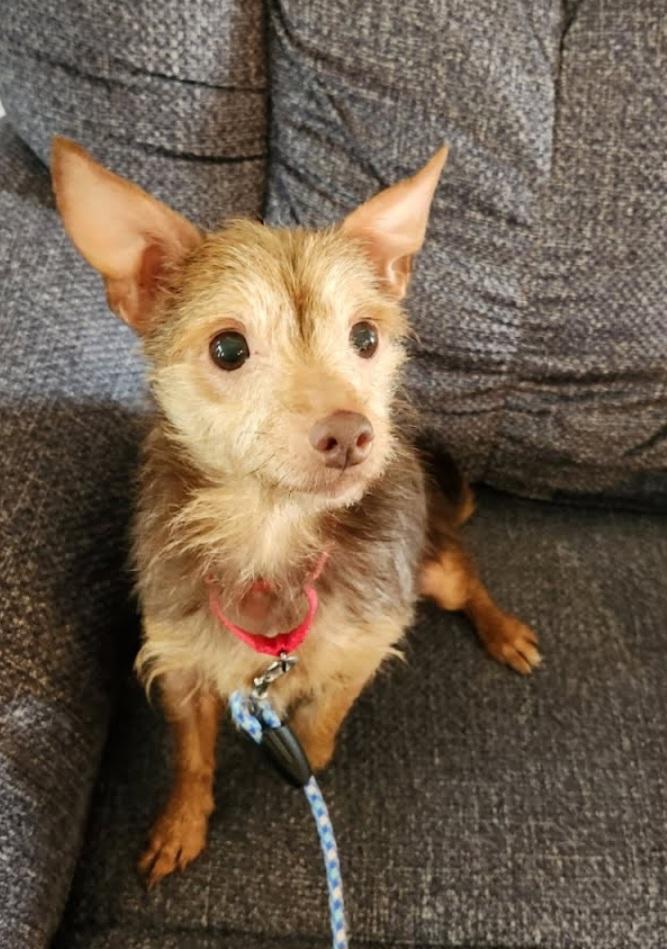 Enlarge Fargo O'Possum, a Adoptable mixed breed in Knoxville, TN image 3/3