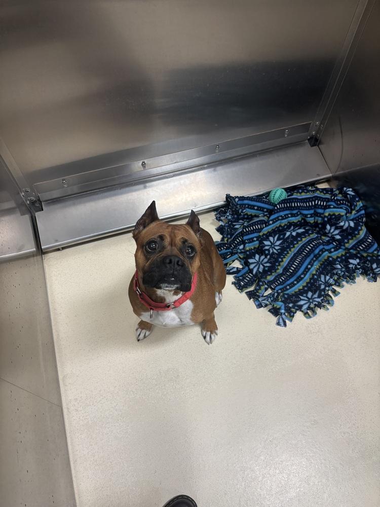 Jesse, Adoptable, Adult Female Boxer.
