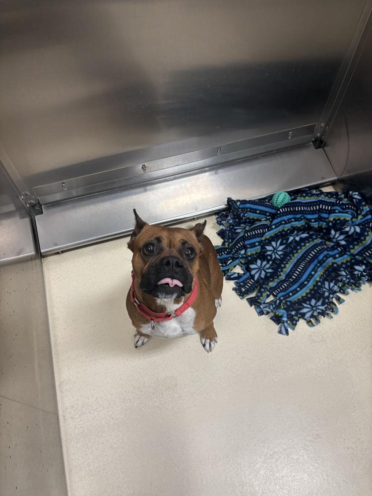 Jesse, a Adoptable mixed breed in Kalamazoo, MI image 2/5