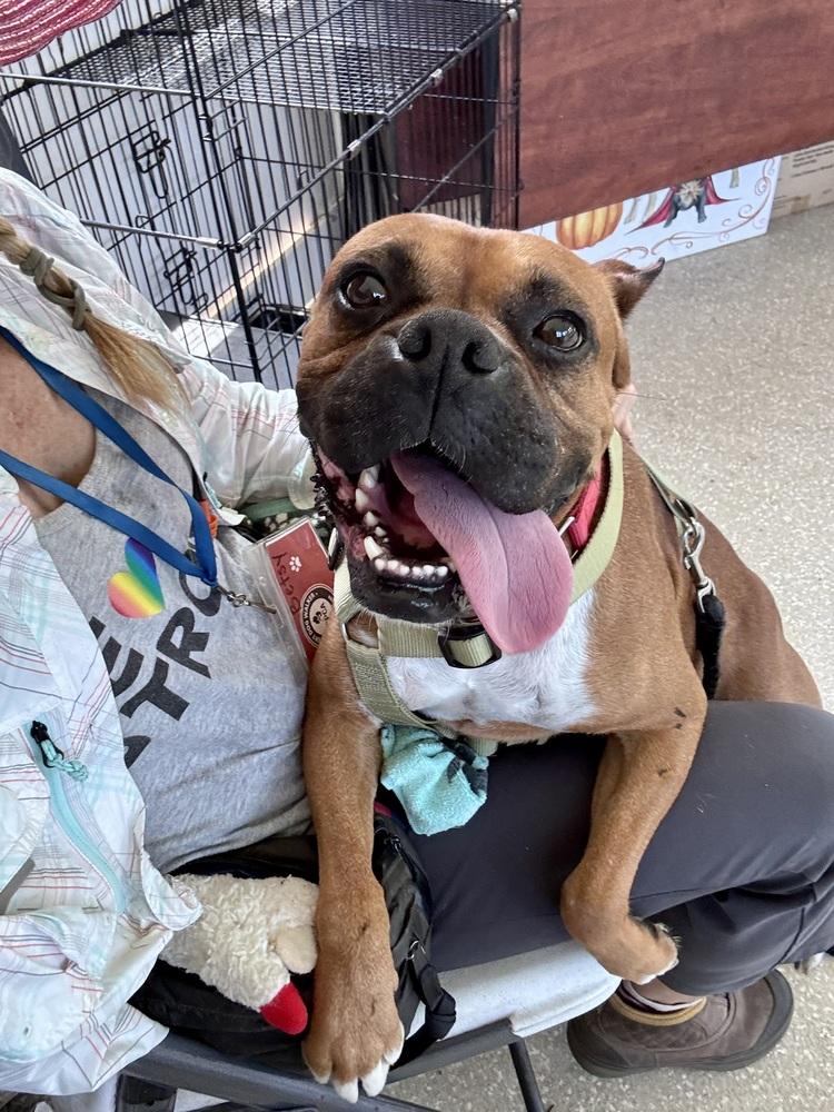 Jesse, a Adoptable mixed breed in Kalamazoo, MI image 3/5