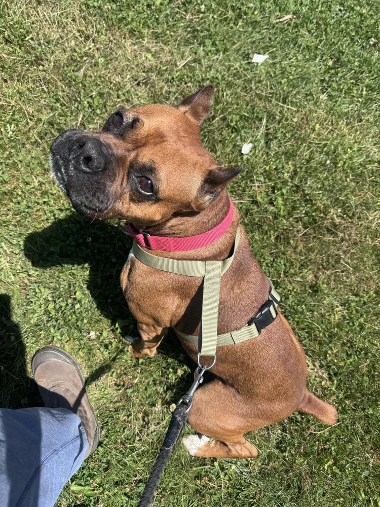 Jesse, a Adoptable mixed breed in Kalamazoo, MI image 4/5