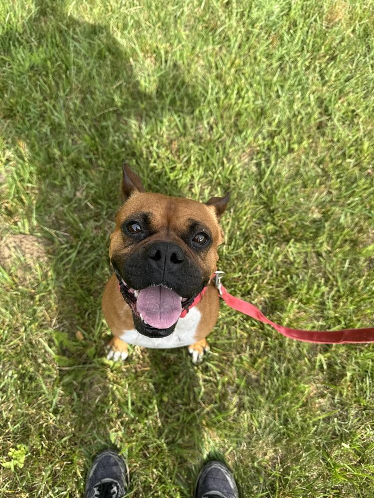 Jesse, a Adoptable mixed breed in Kalamazoo, MI image 5/5