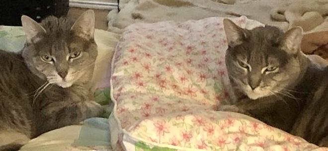 Bellla & Lucy- URGENT, a Adoptable mixed breed in Red Bank, NJ image 2/3