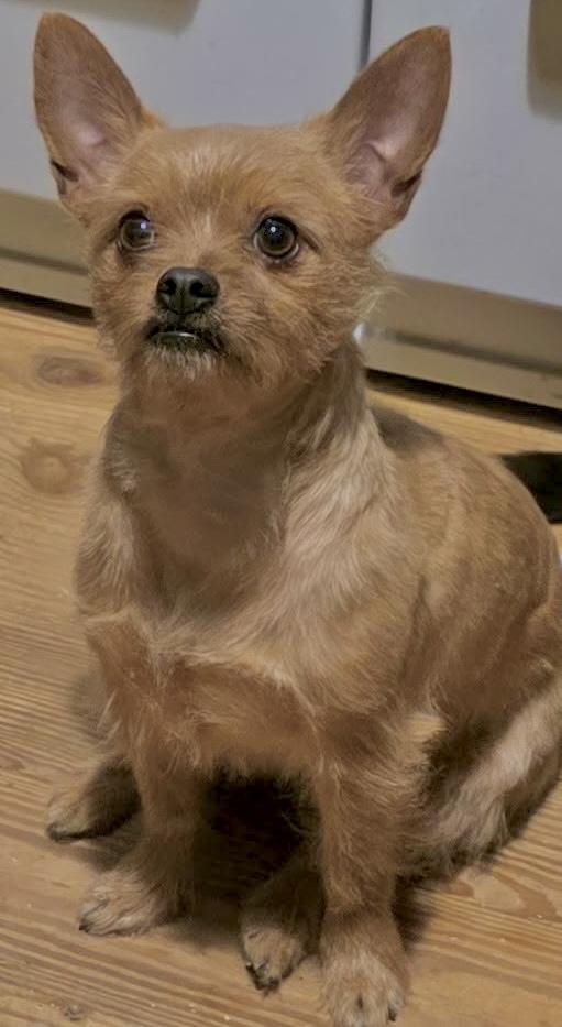 Enlarge Galaxy, an adopted mixed breed in Riverside, CA image 5/6