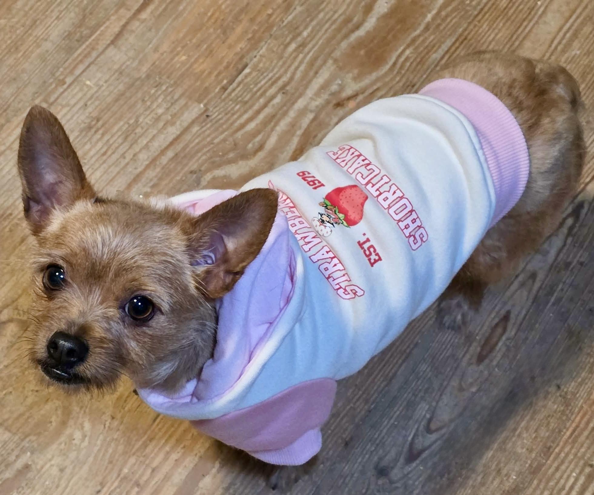 Enlarge Galaxy, an adopted mixed breed in Riverside, CA image 2/6