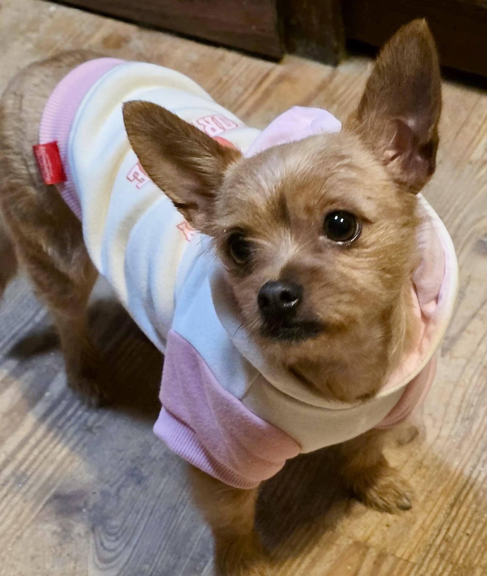 Enlarge Galaxy, an adopted mixed breed in Riverside, CA image 4/6