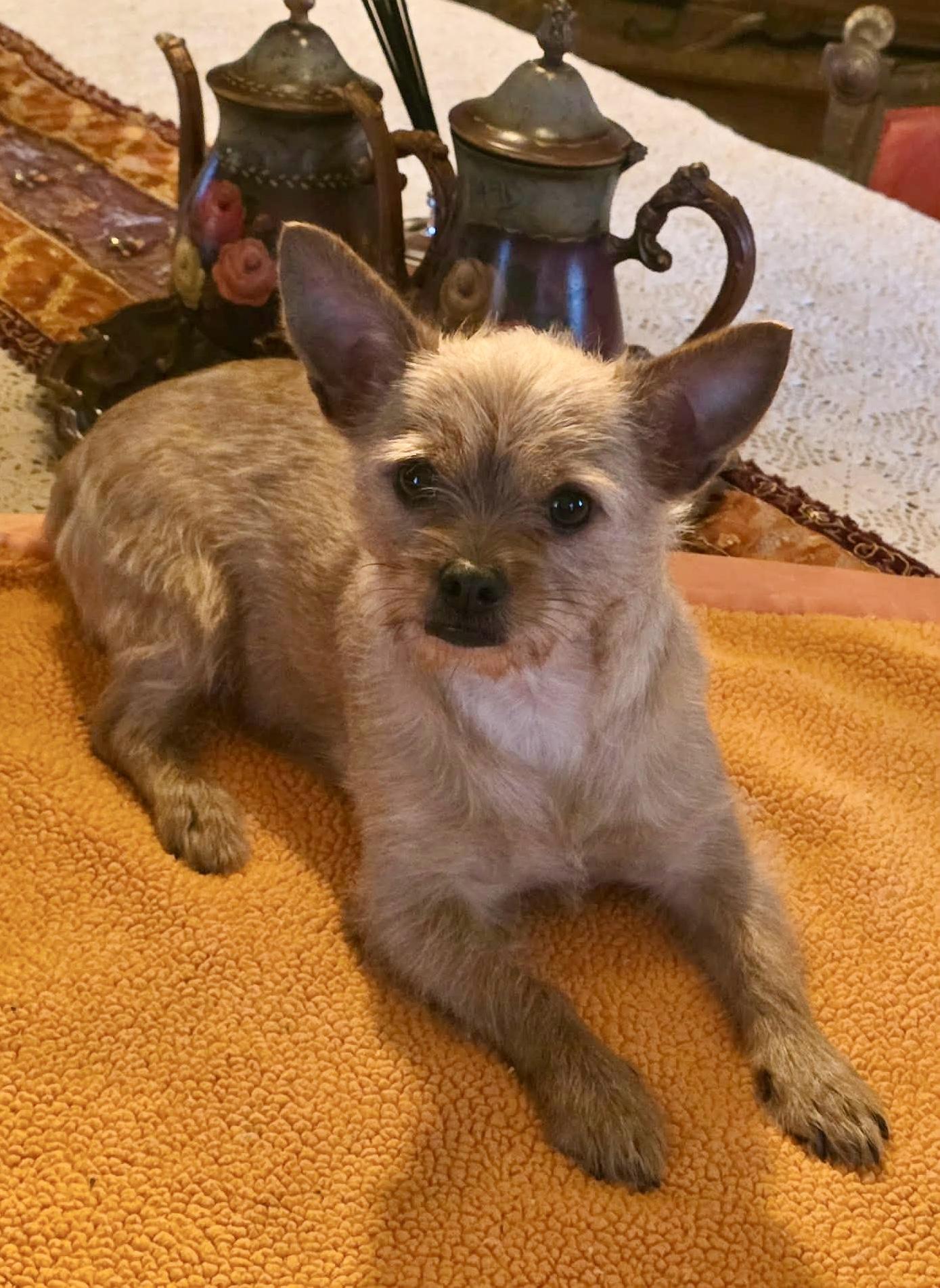 Enlarge Galaxy, an adopted mixed breed in Riverside, CA image 3/6