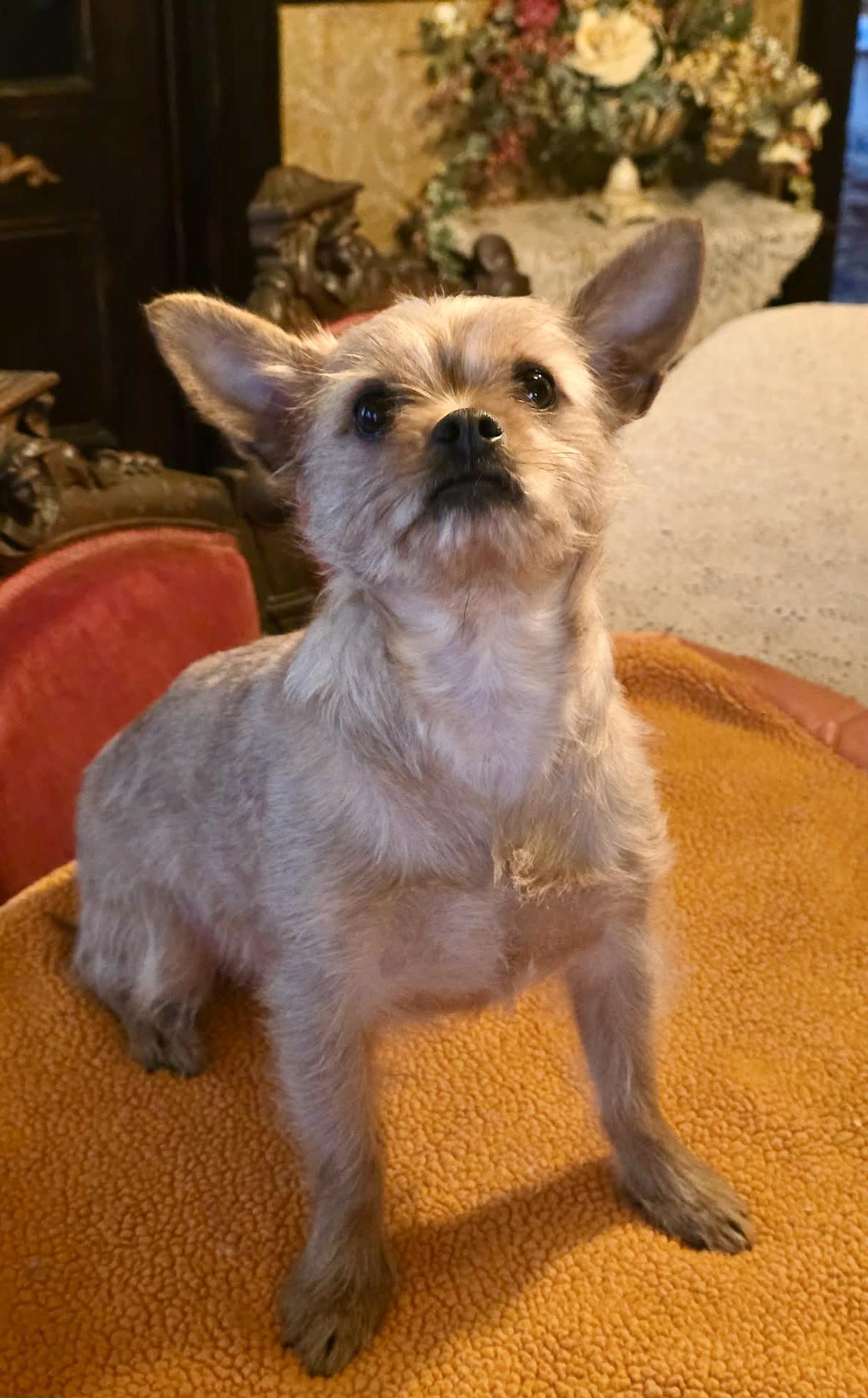 Enlarge Galaxy, an adopted mixed breed in Riverside, CA image 1/6