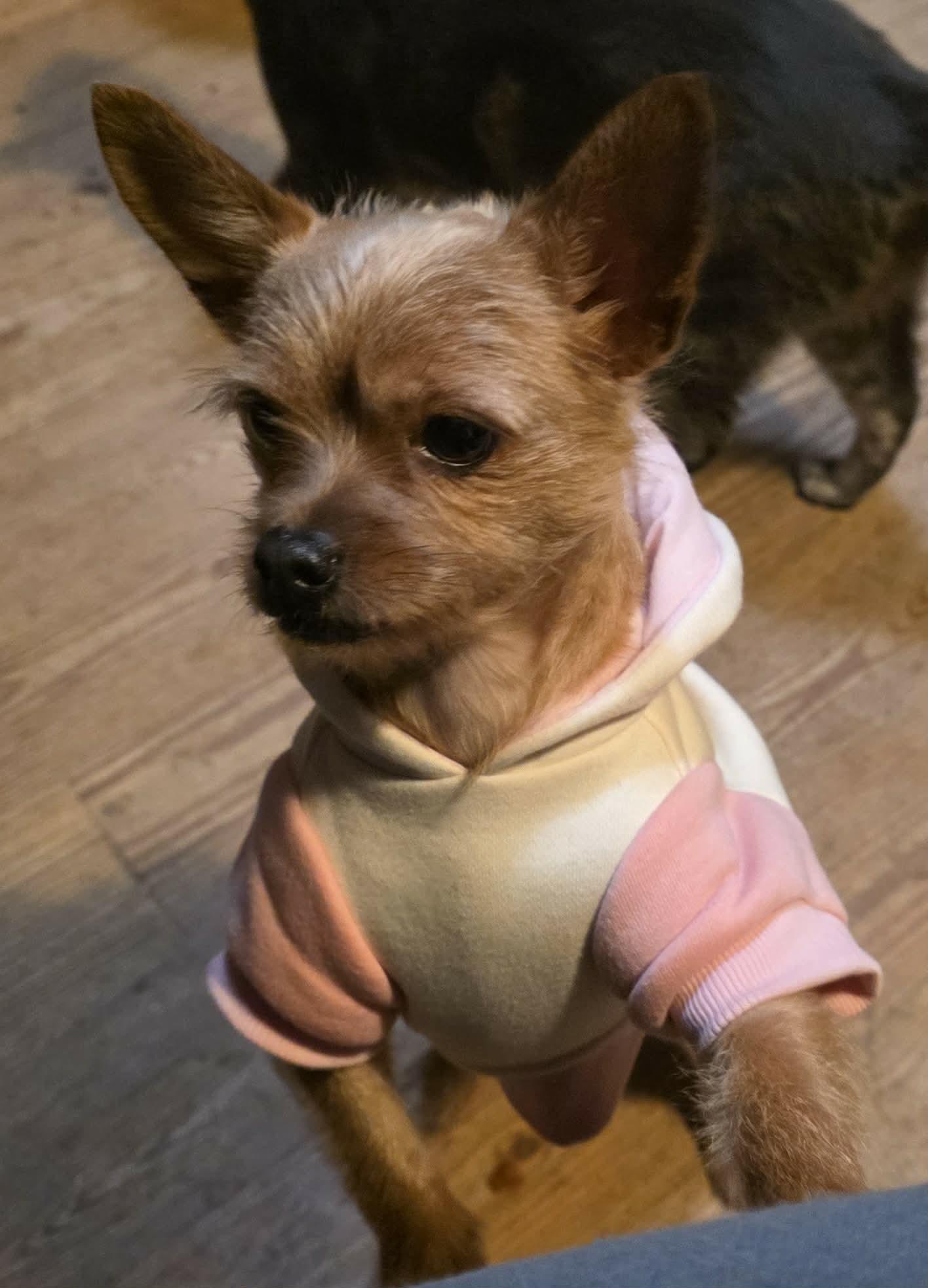 Enlarge Galaxy, an adopted mixed breed in Riverside, CA image 6/6