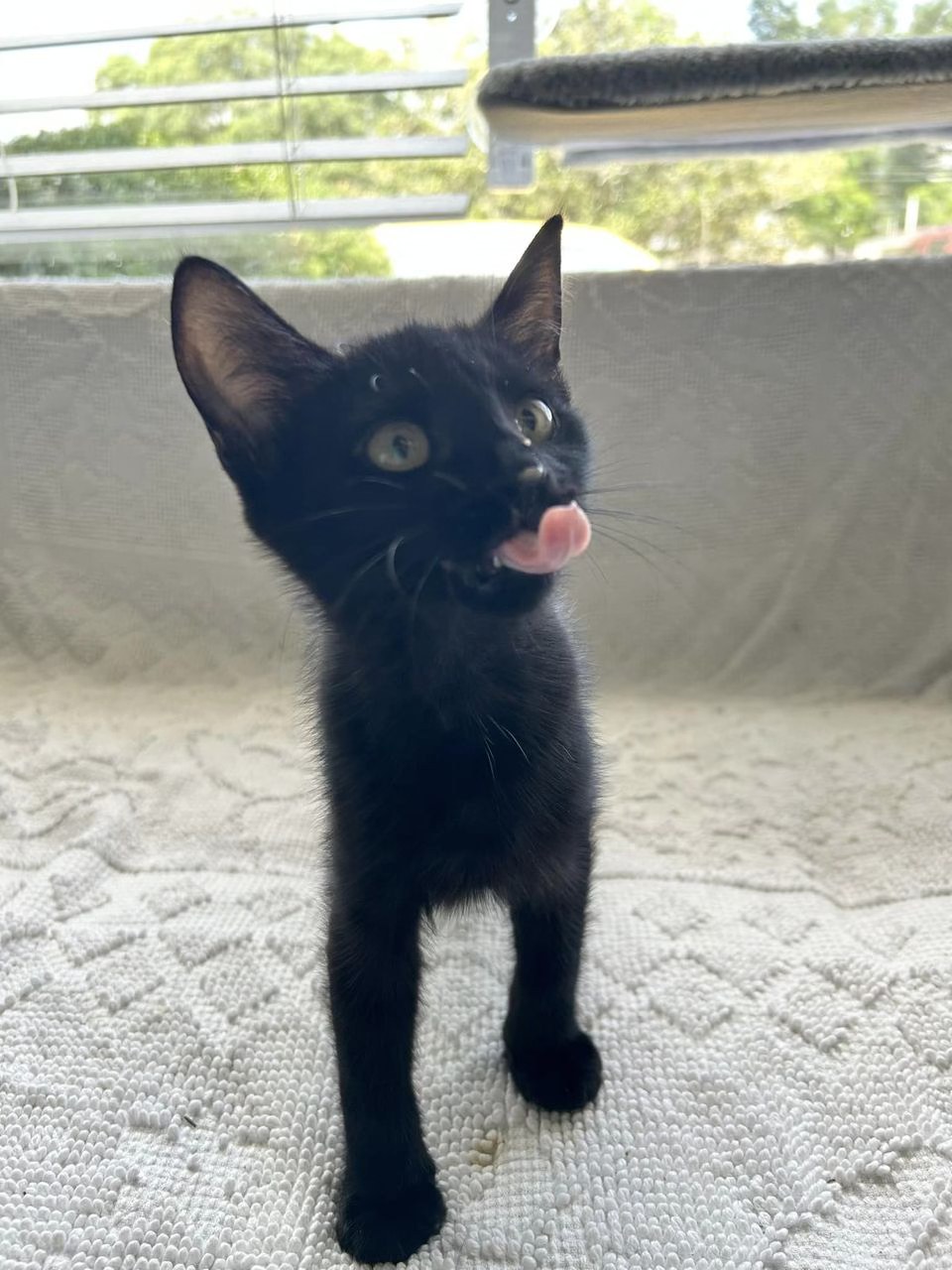 Sugar