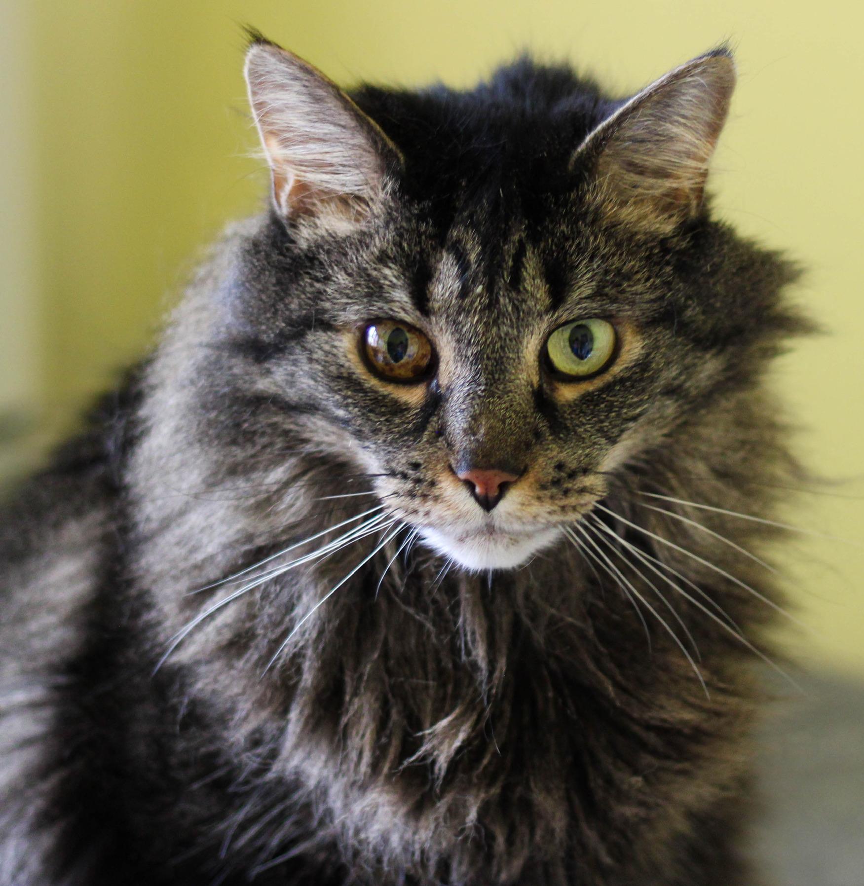 Johnny, Adoptable, Adult Male Domestic Medium Hair & Tabby.