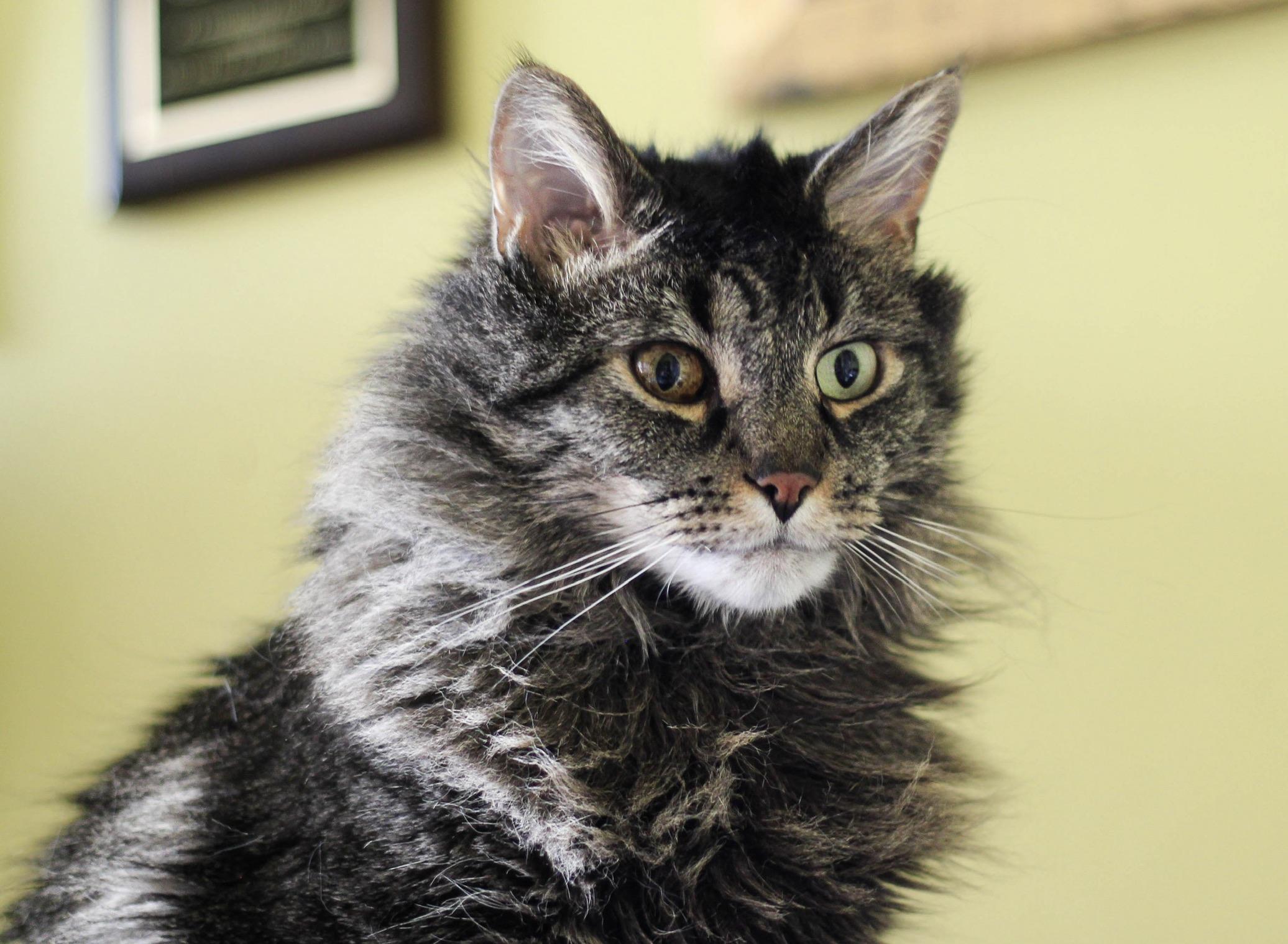 Enlarge Johnny, a Adoptable mixed breed in Liverpool, NY image 2/3
