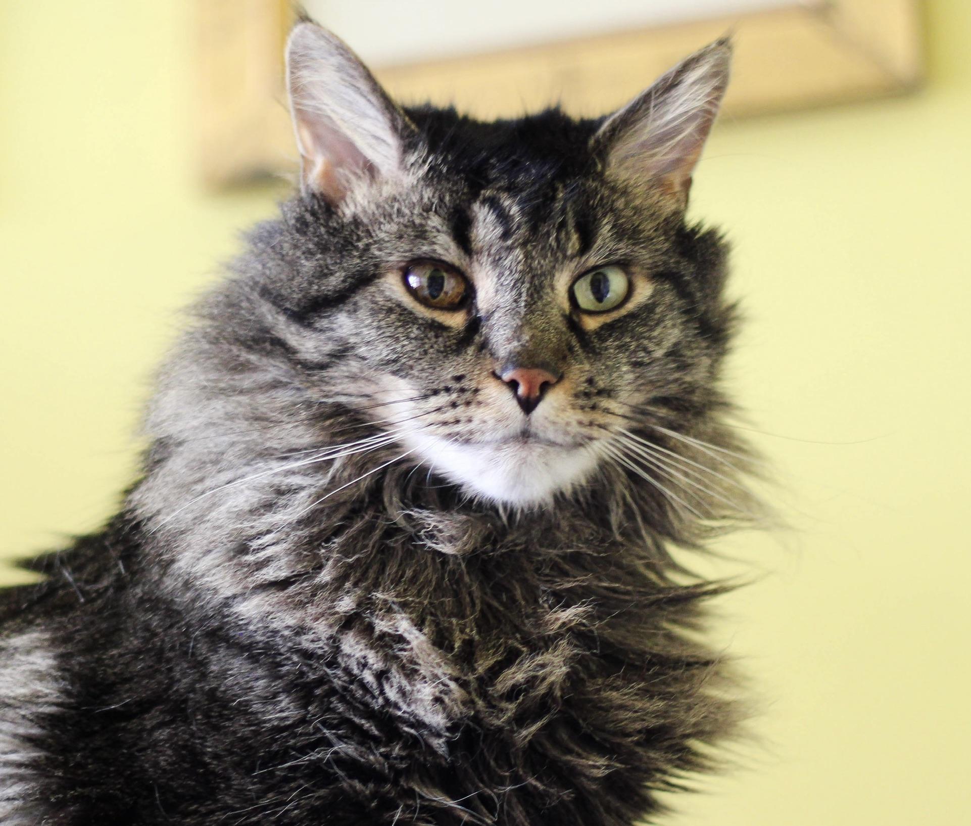 Enlarge Johnny, a Adoptable mixed breed in Liverpool, NY image 3/3