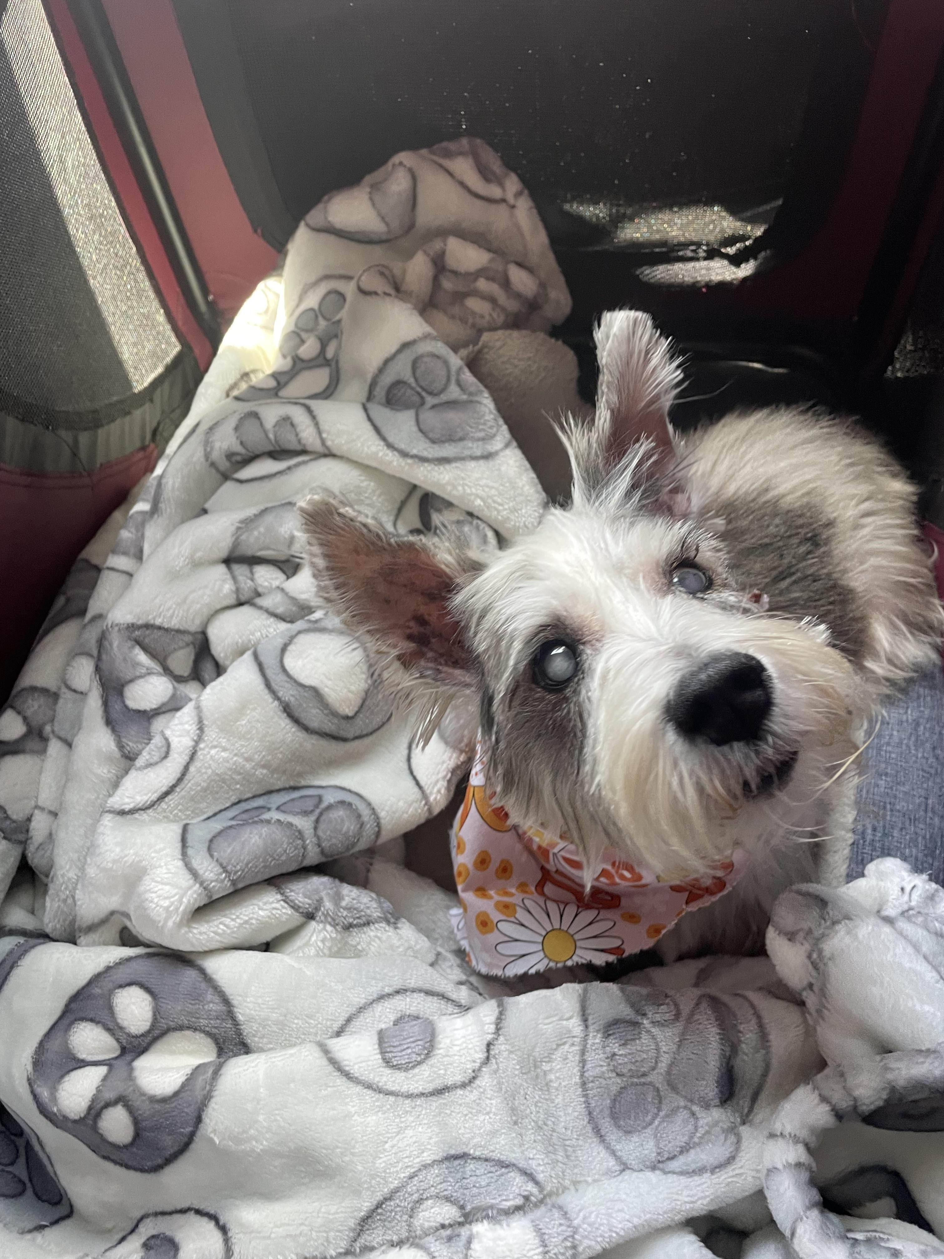 Star, Adopted, Senior Female Schnauzer.