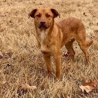 Enlarge Elie, a Adoptable mixed breed in Guntersville, AL image 1/1