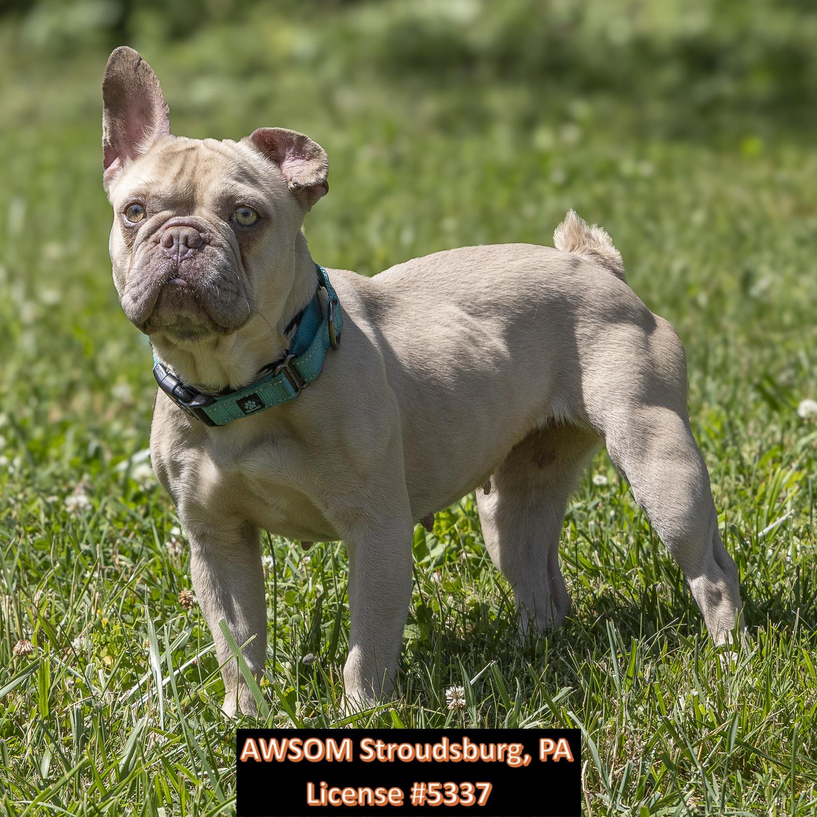 Enlarge Creampuff, an adopted mixed breed in Stroudsburg, PA image 1/2