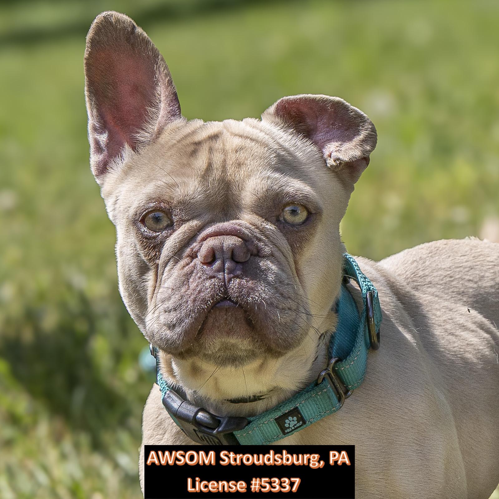Enlarge Creampuff, an adopted mixed breed in Stroudsburg, PA image 2/2