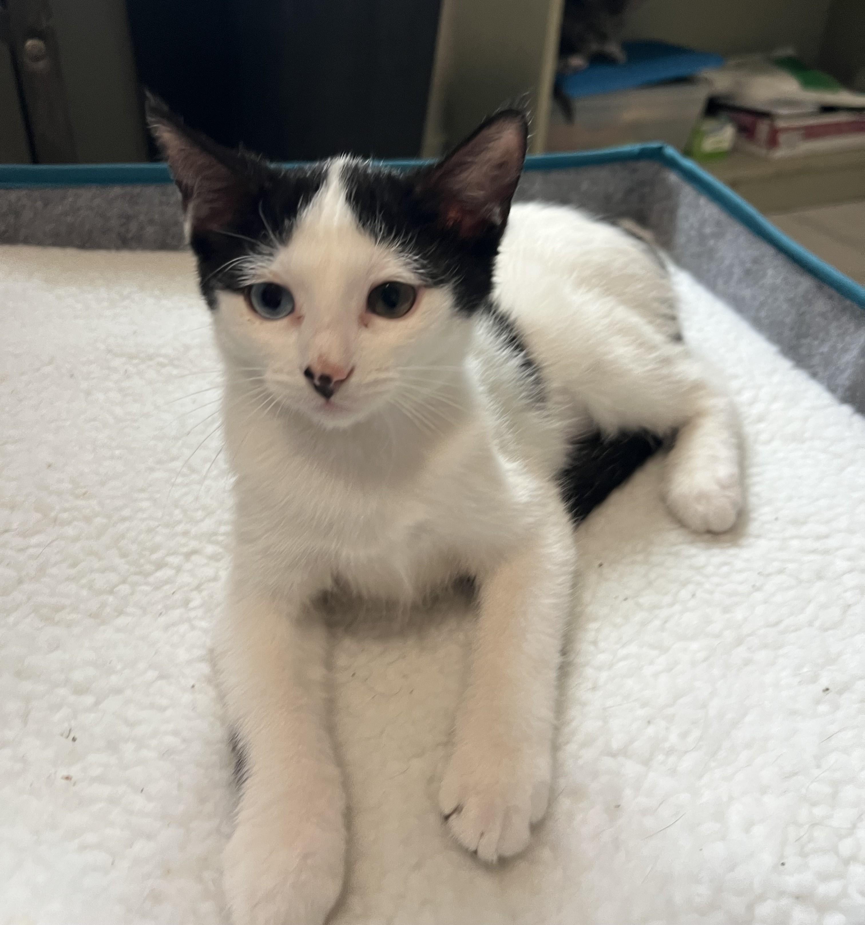 Teddy, Adoptable, Kitten Female Domestic Short Hair.