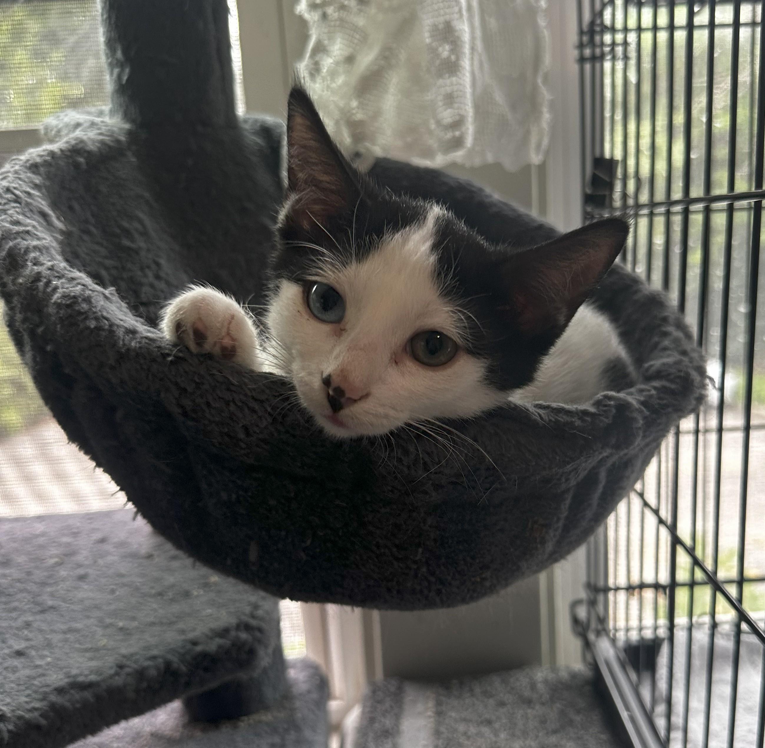 Enlarge Teddy, a Adoptable Domestic Short Hair in Lombard, IL image 2/5