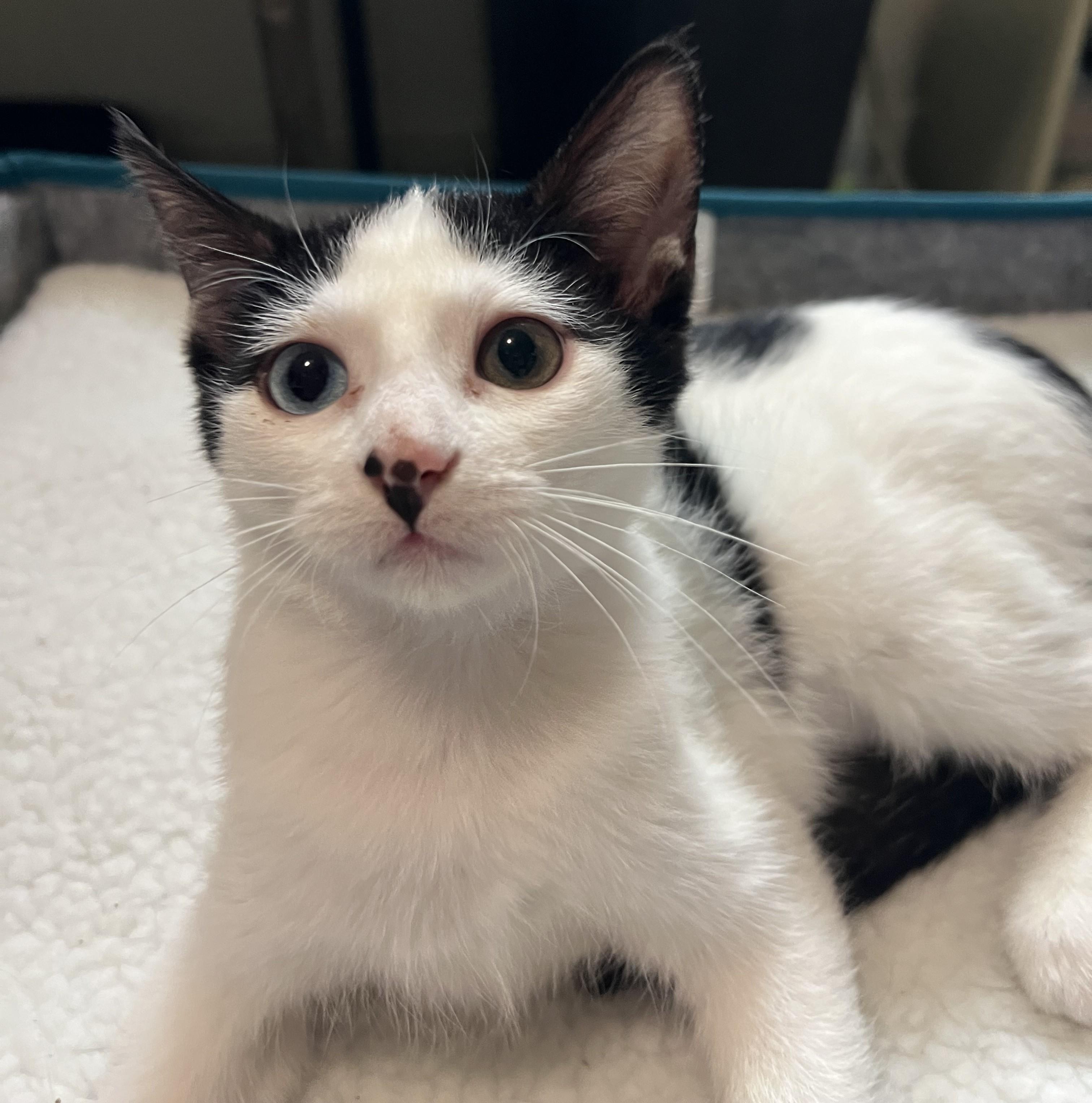 Enlarge Teddy, a Adoptable Domestic Short Hair in Lombard, IL image 3/5